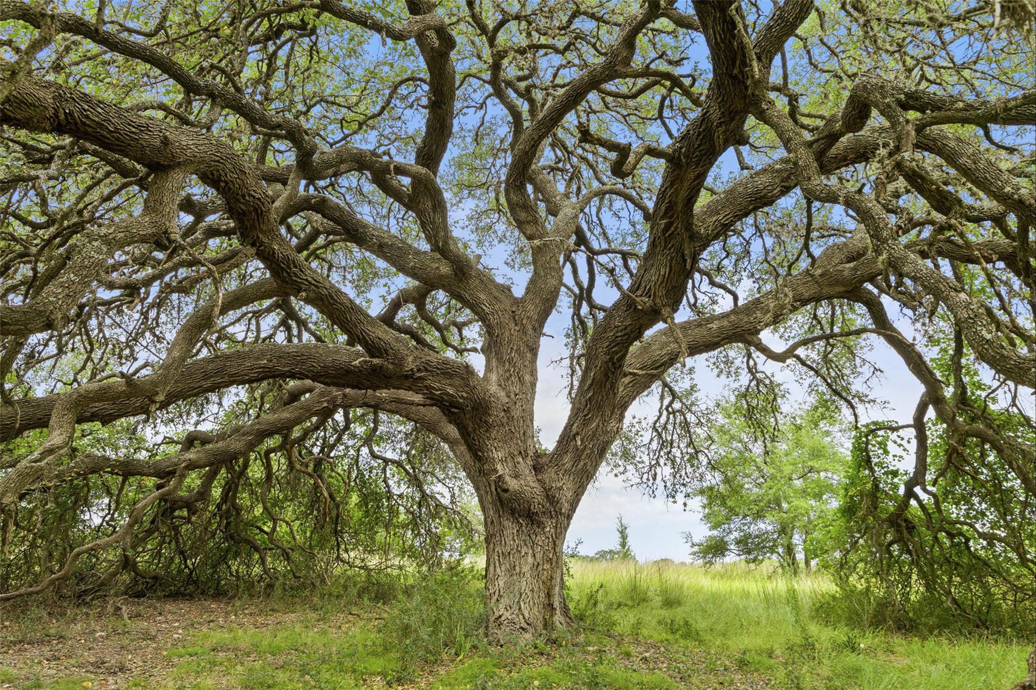 1198 N Walnut Springs Rd, Johnson City, TX 78636