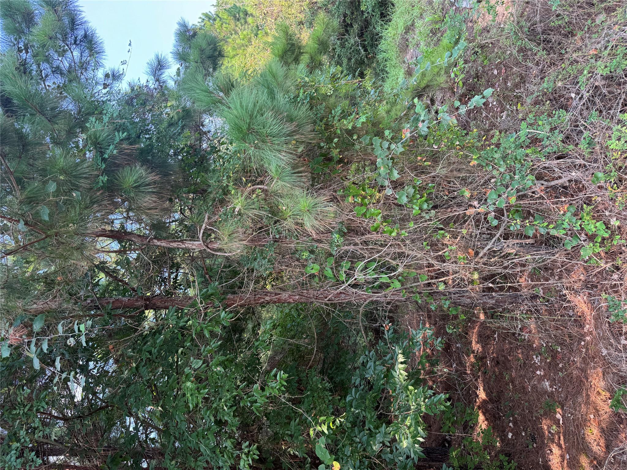 131 Nakalele Ln, Bastrop, TX 78602