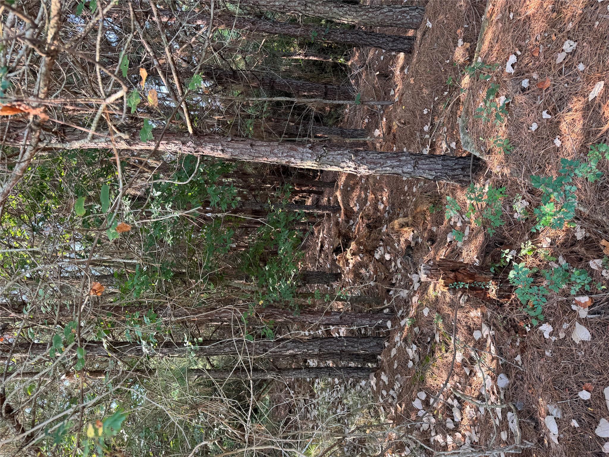 131 Nakalele Ln, Bastrop, TX 78602