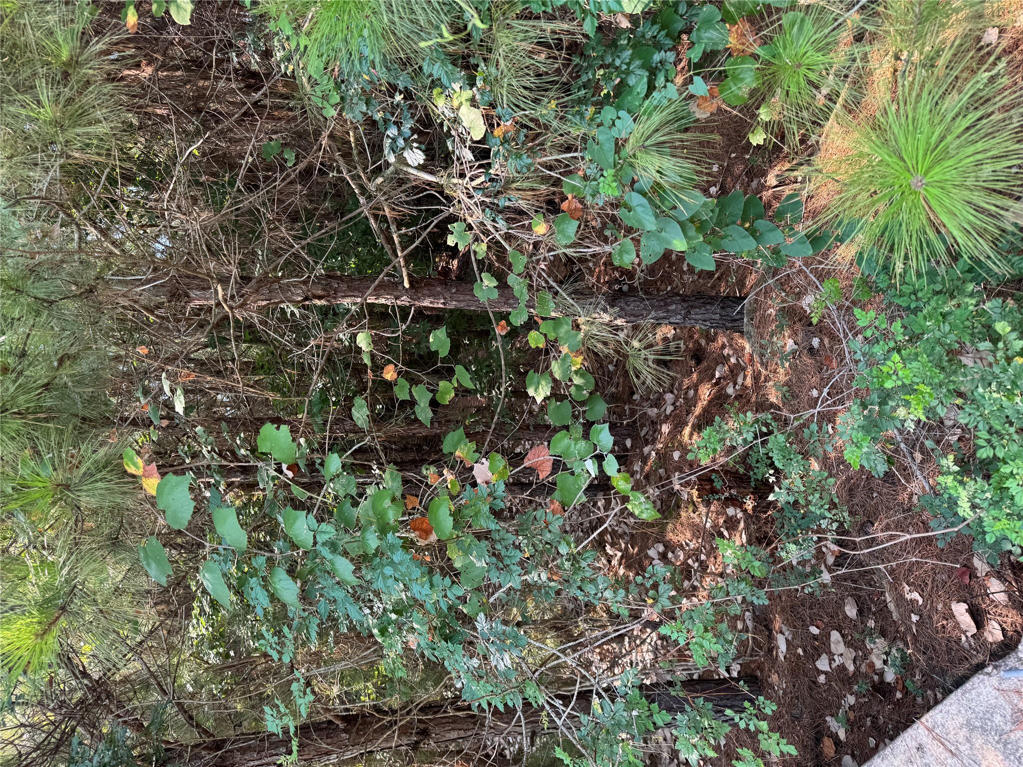 131 Nakalele Ln, Bastrop, TX 78602