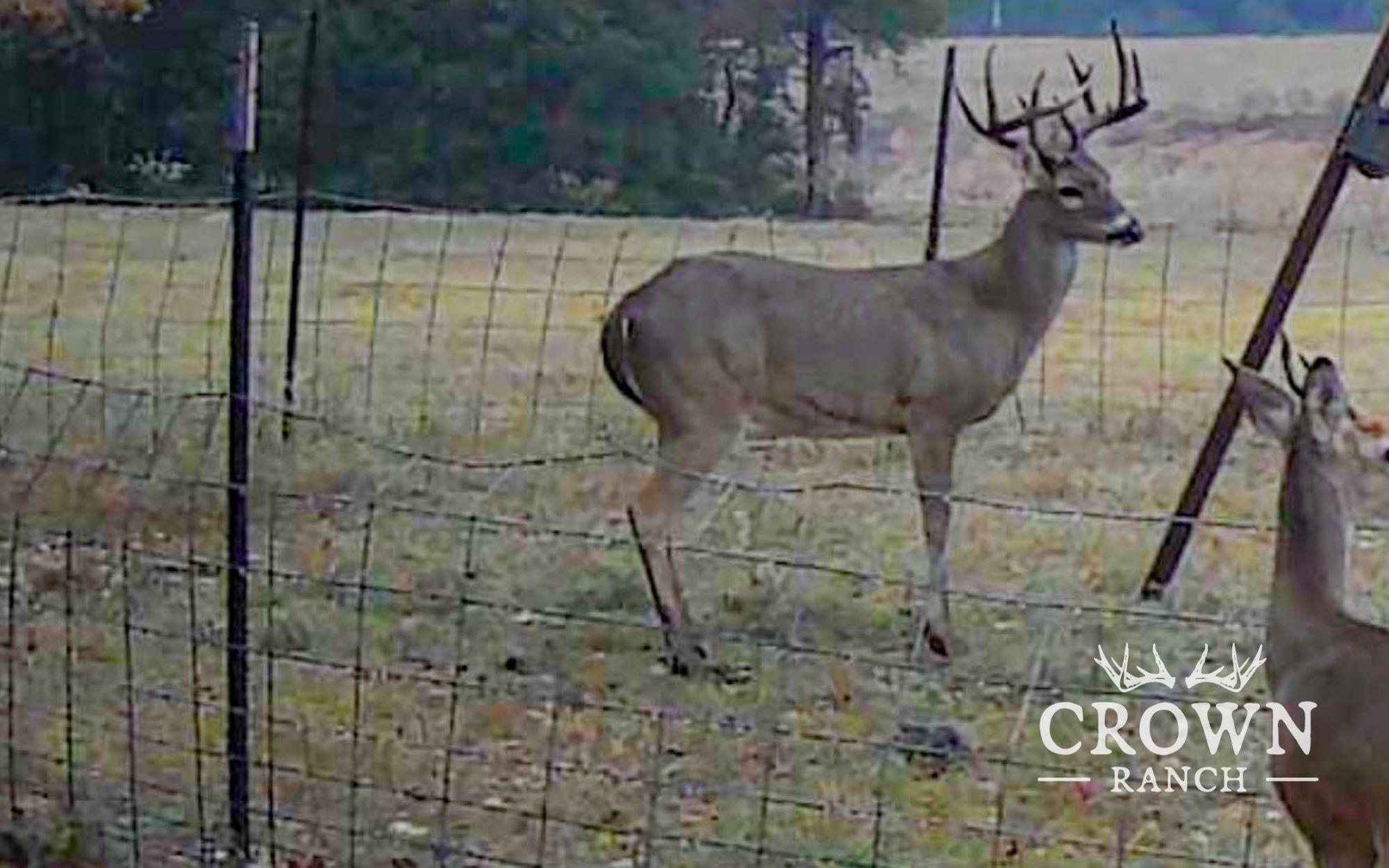 TBD FM 908 (+/-657 acres), Caldwell, TX 77836