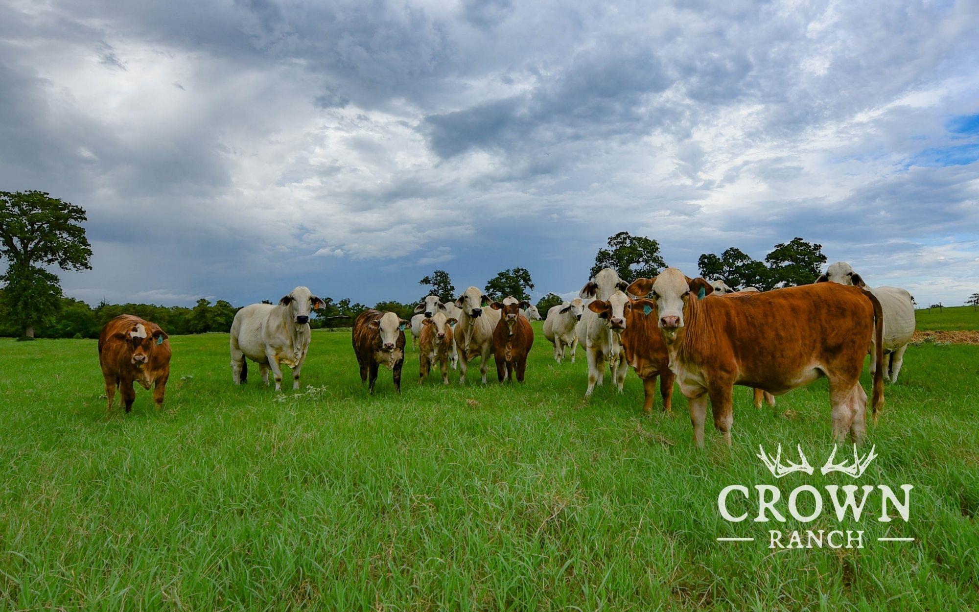 TBD FM 908 (+/-657 acres), Caldwell, TX 77836