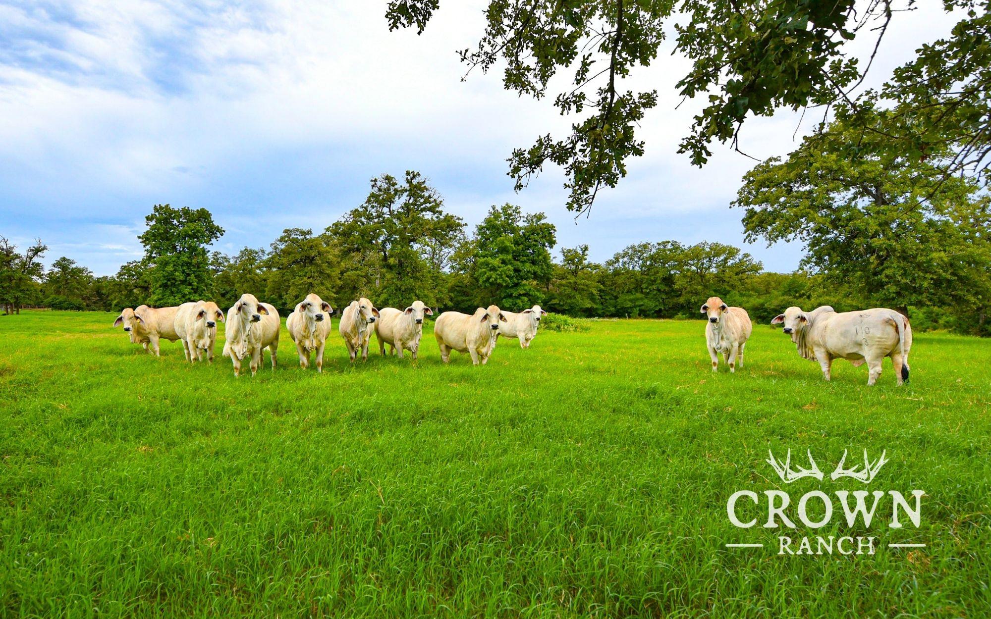 TBD FM 908 (+/-657 acres), Caldwell, TX 77836