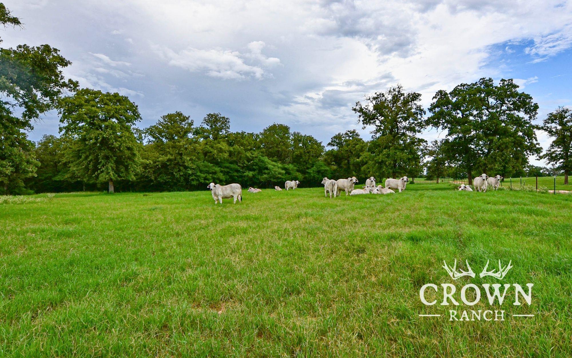 TBD FM 908 (+/-657 acres), Caldwell, TX 77836