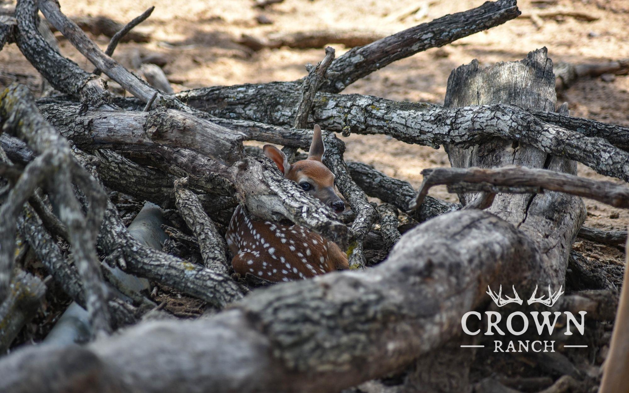 TBD FM 908 (+/-657 acres), Caldwell, TX 77836