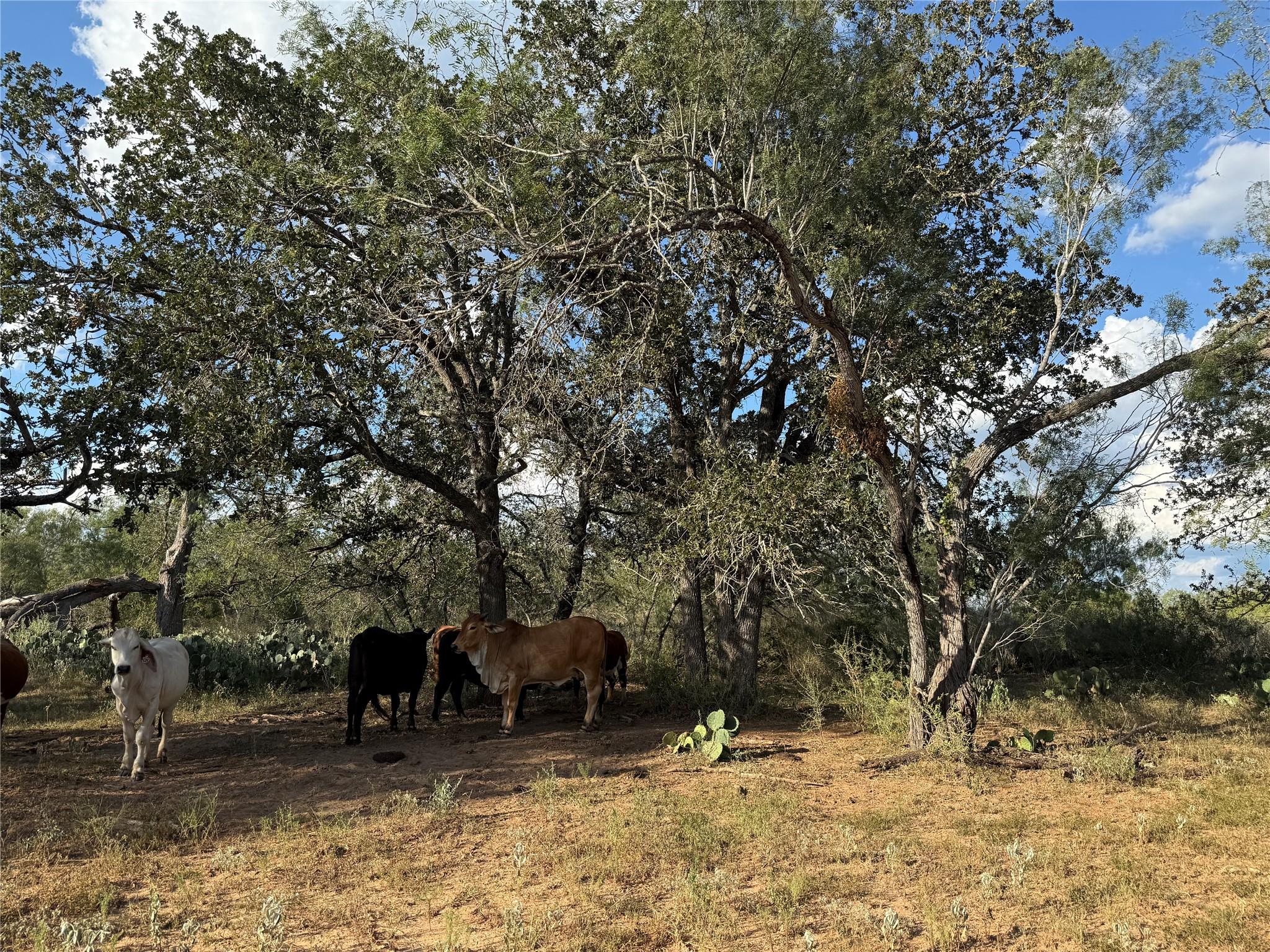 421 Zion Hill Rd, Seguin, TX 78155