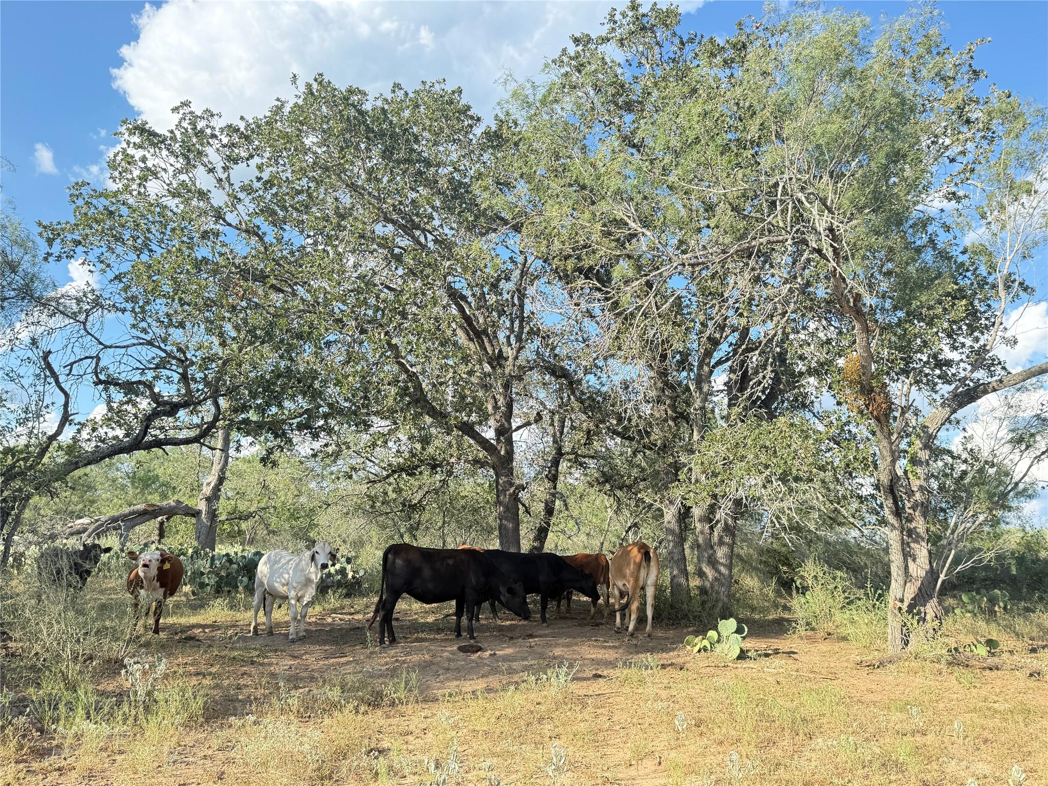 421 Zion Hill Rd, Seguin, TX 78155