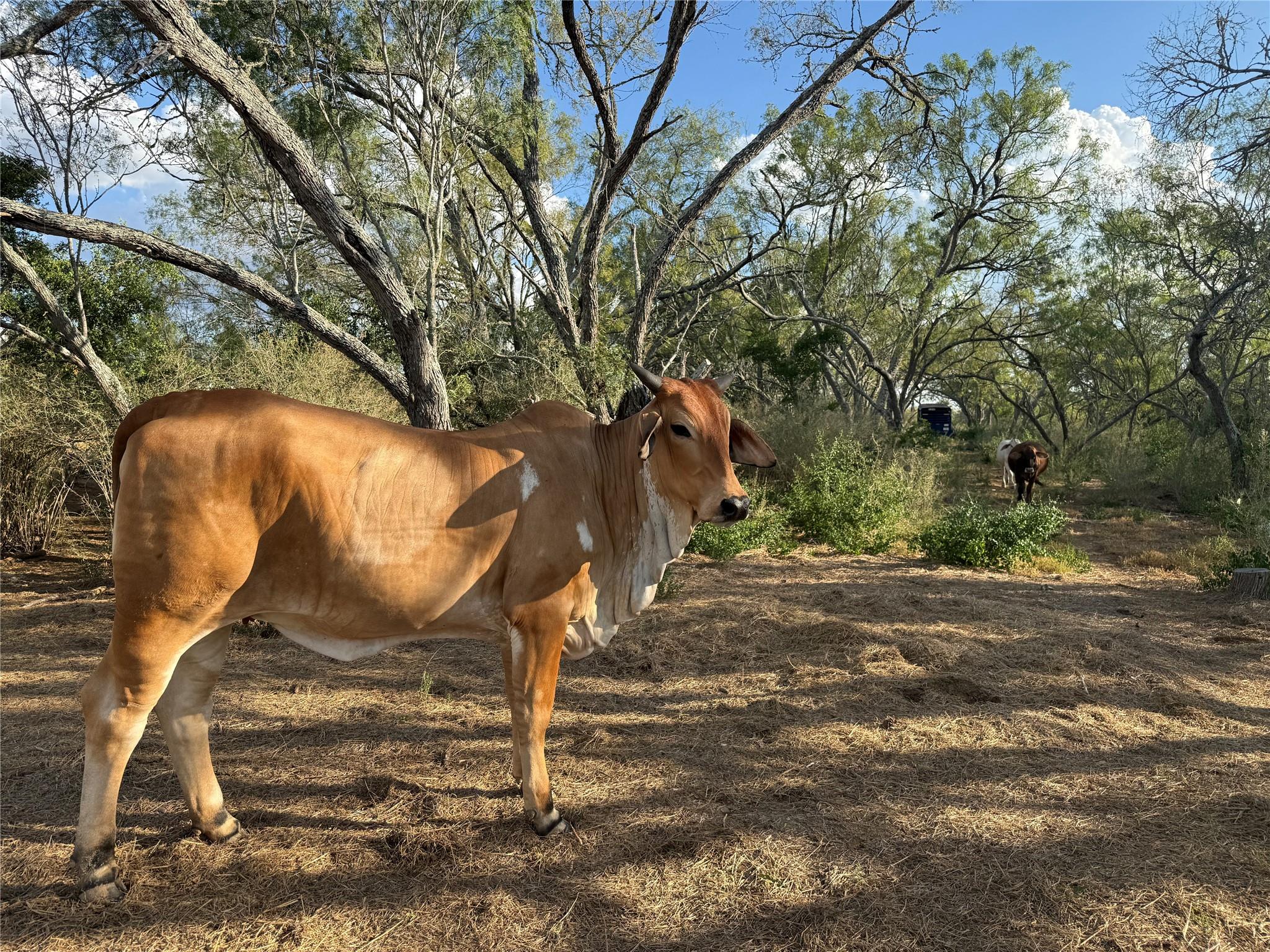 421 Zion Hill Rd, Seguin, TX 78155