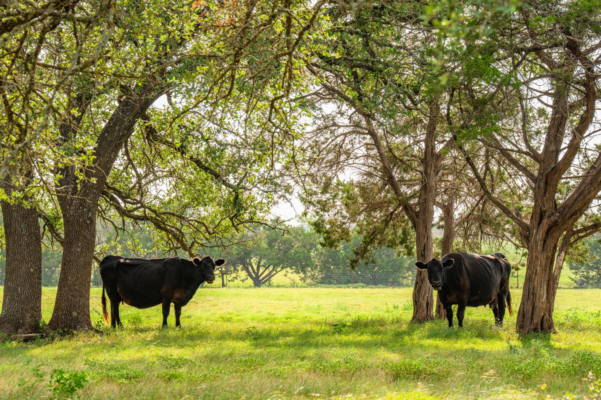 2055 County Road 284, Liberty Hill, TX 78642