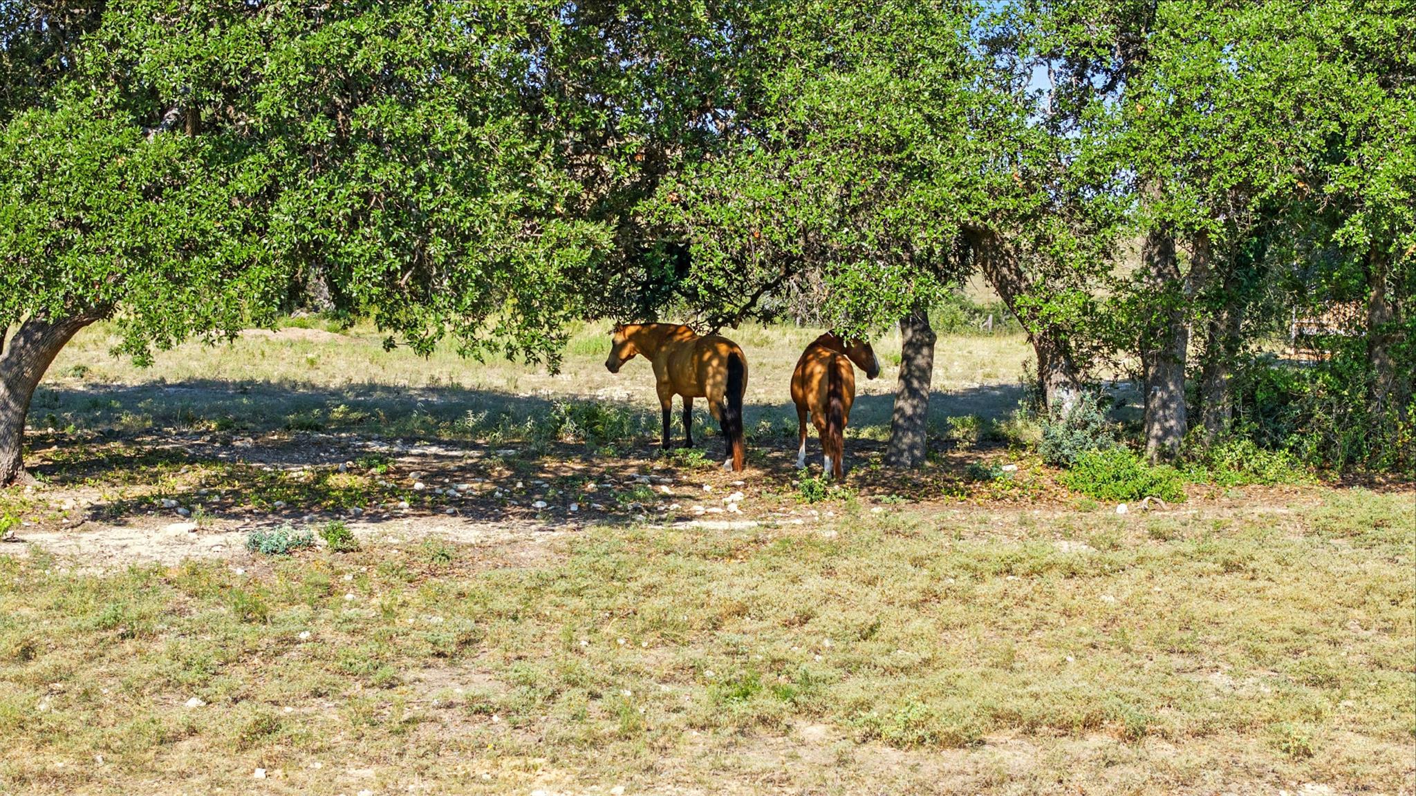 753 W Sunset Dr, Johnson City, TX 78636