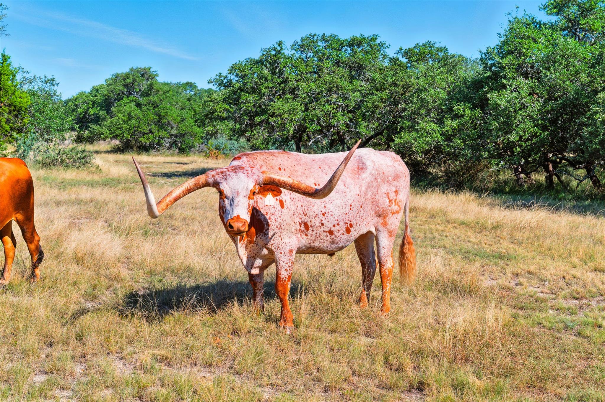 753 W Sunset Dr, Johnson City, TX 78636