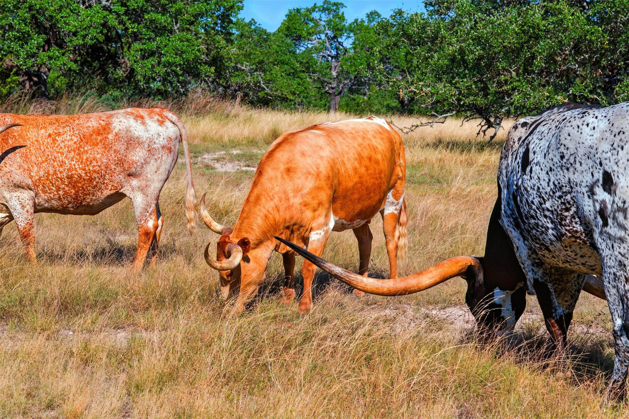 753 W Sunset Dr, Johnson City, TX 78636