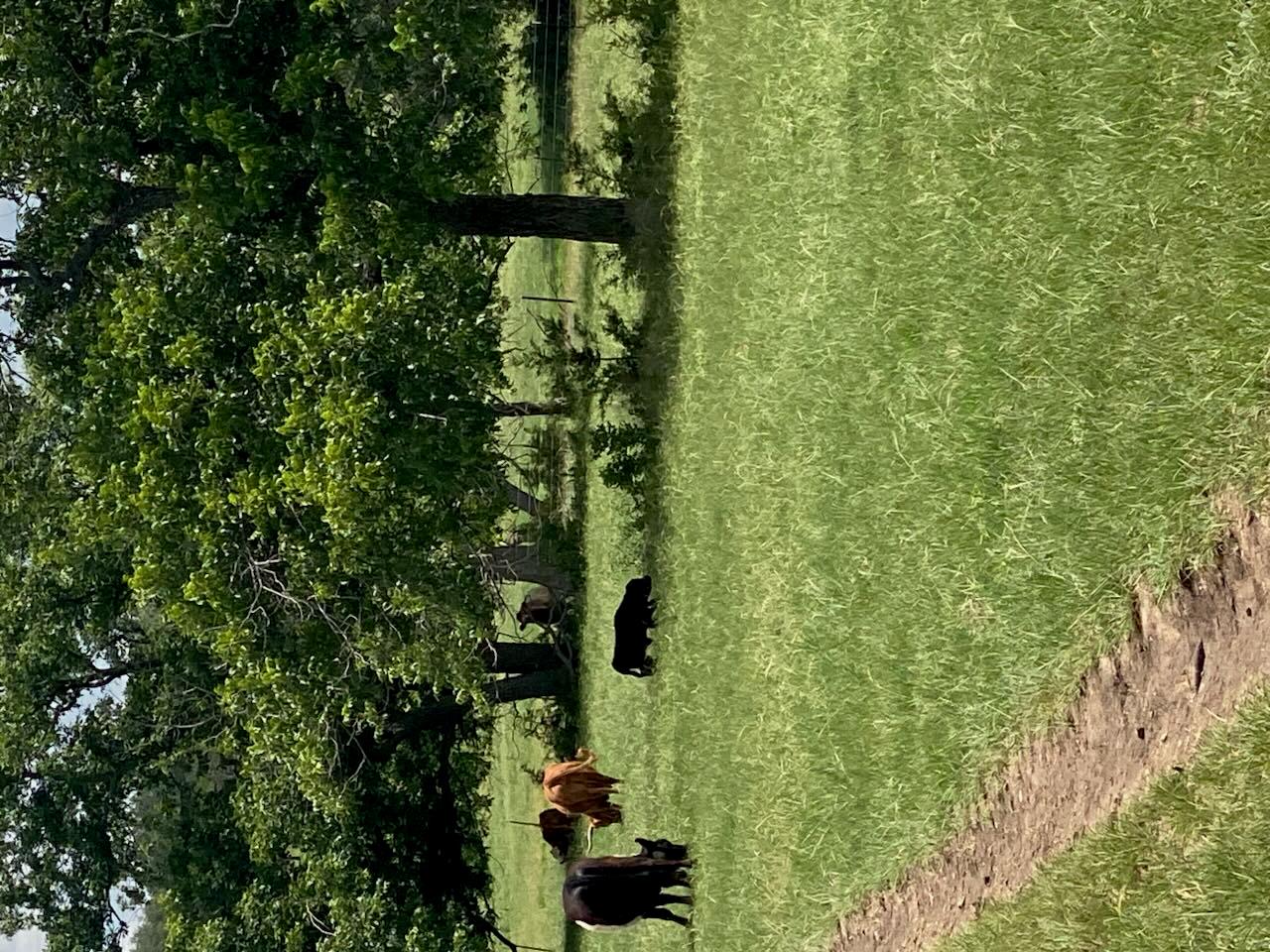 2029 County Road 200, Burnet, TX 78611