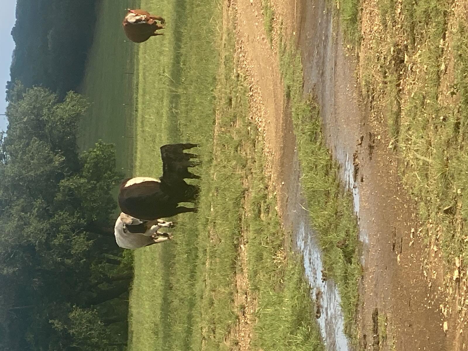 2029 County Road 200, Burnet, TX 78611