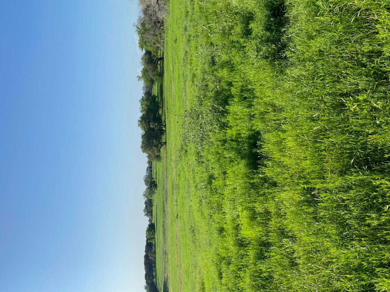 2029 County Road 200, Burnet, TX 78611