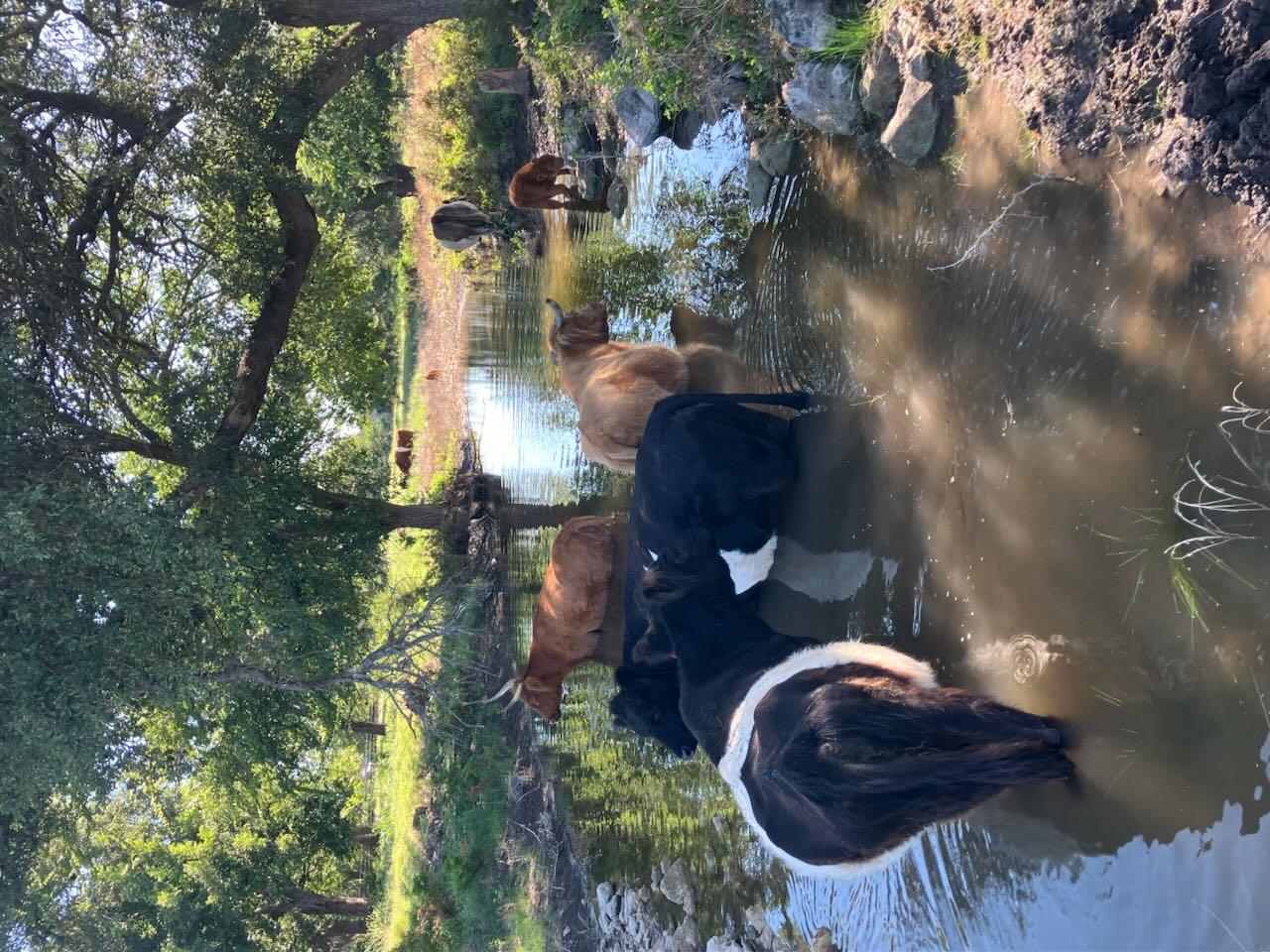 2029 County Road 200, Burnet, TX 78611