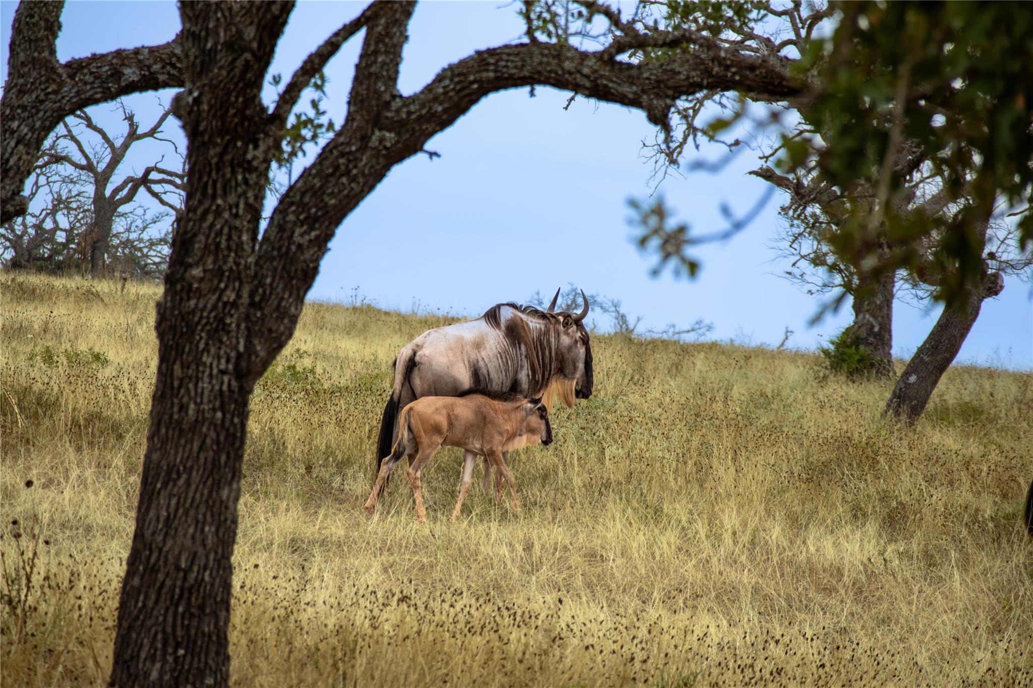 28 acres 170 Goose Landing Way Way # 20,21,22, Harper, TX 78631