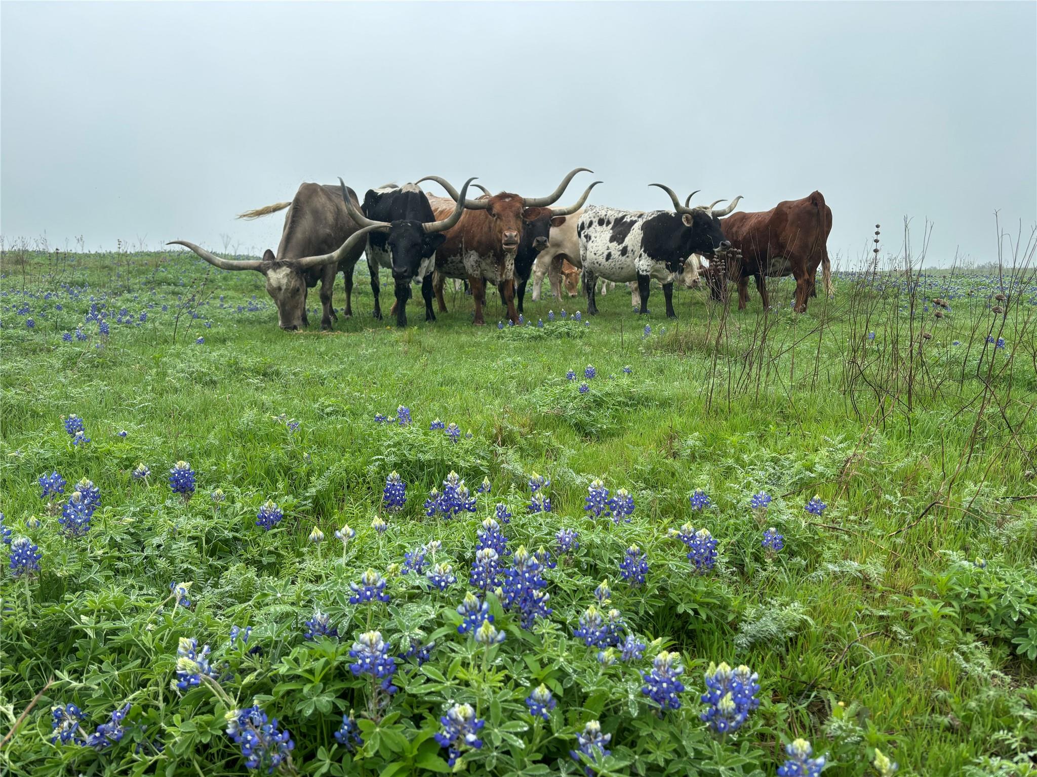 1716 B CR 469, Coupland, TX 78615