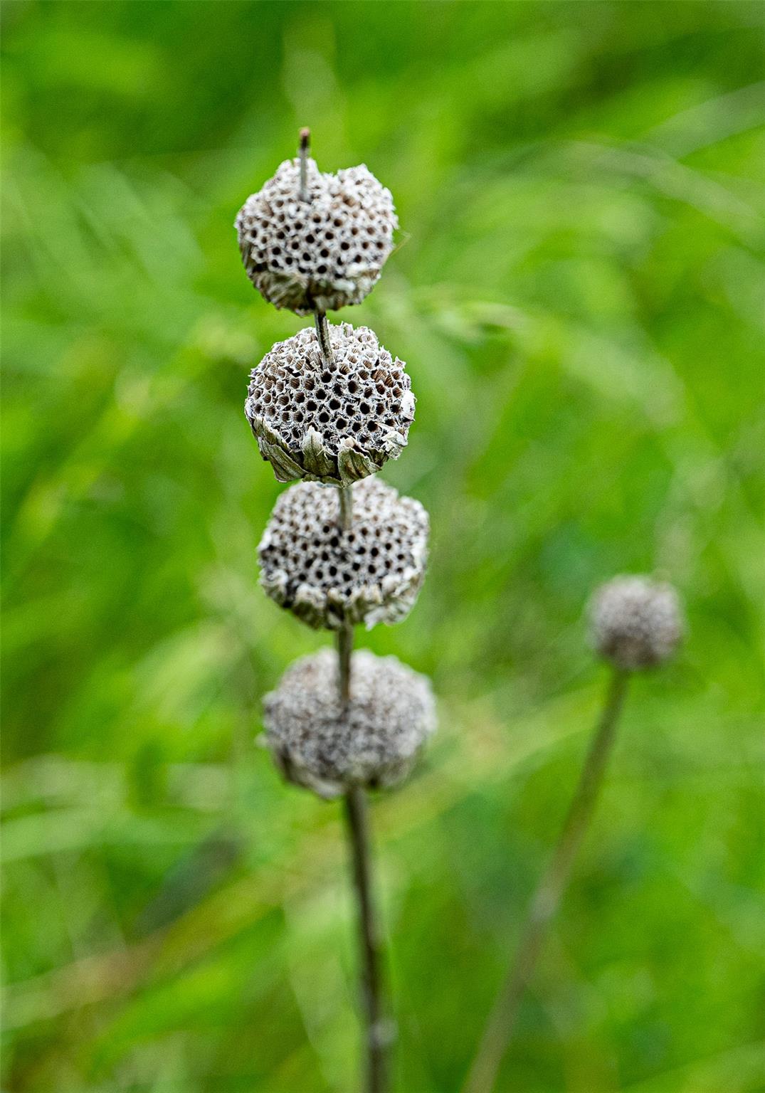 1716 B CR 469, Coupland, TX 78615