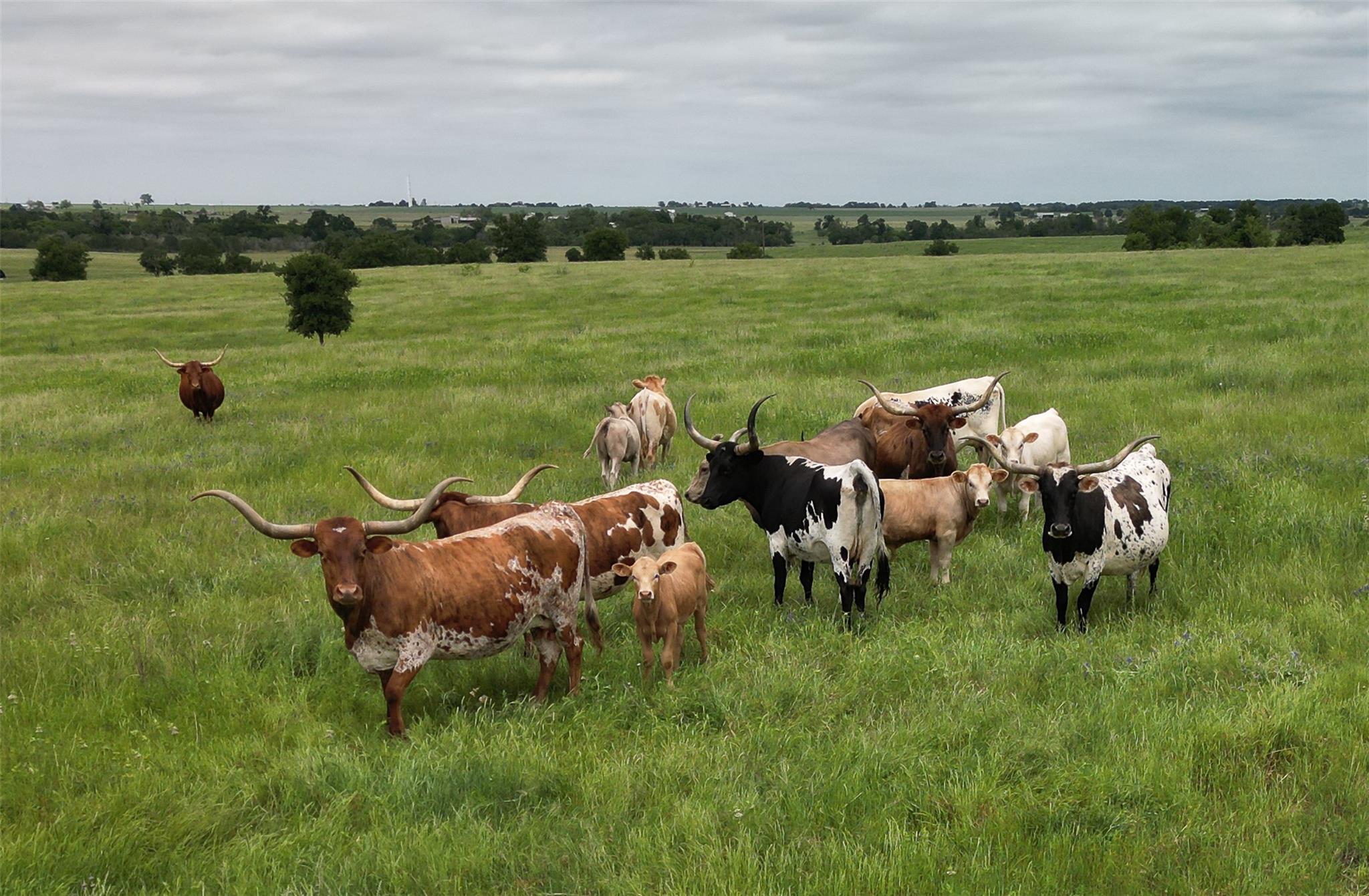 1716 CR 469, Coupland, TX 78615