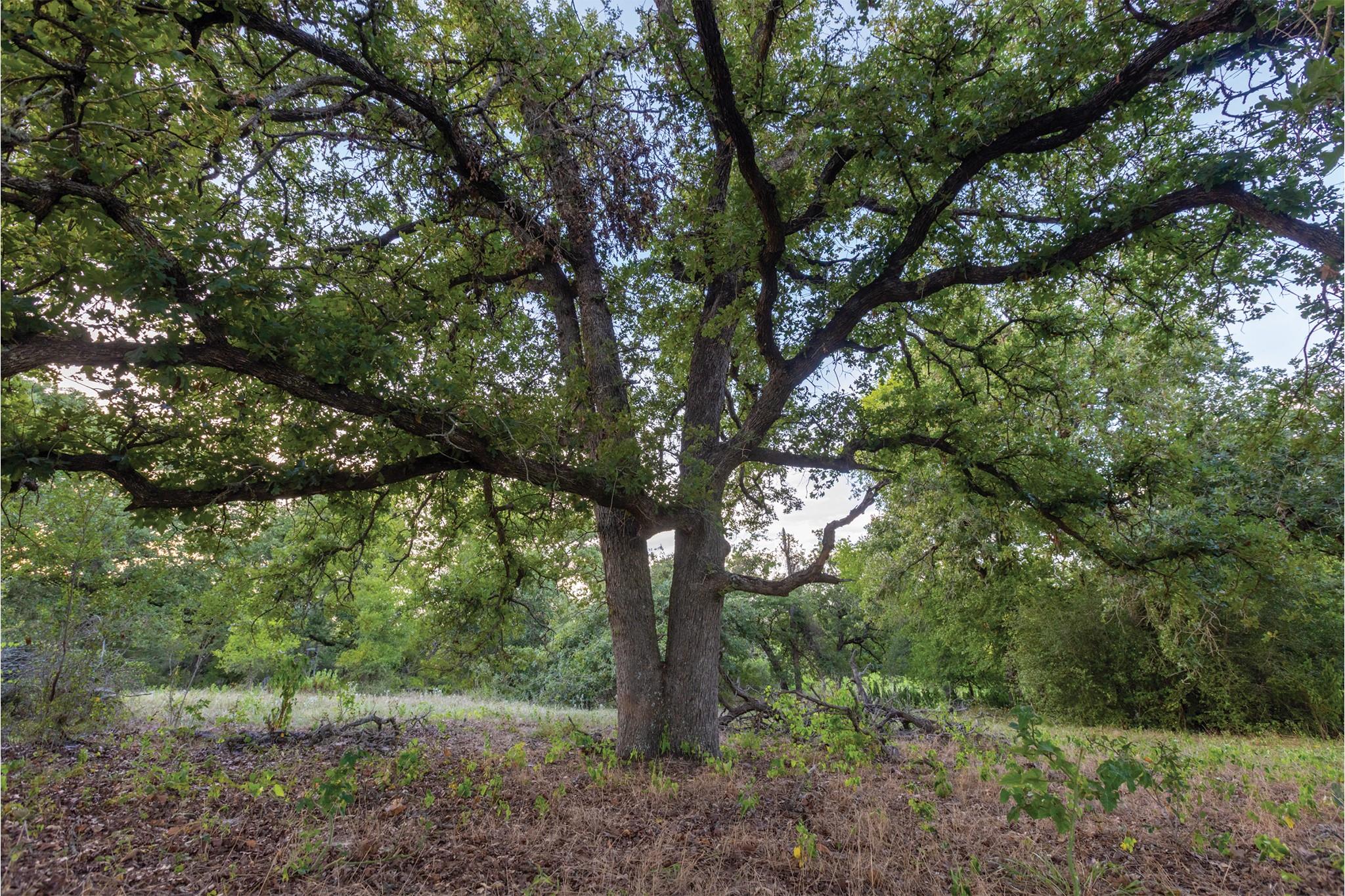 498 N County Line Rd, Elgin, TX 78621