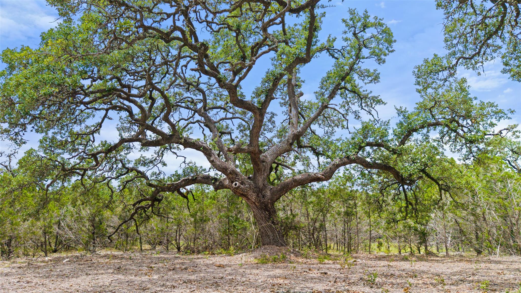 000 Oak Valley Ranch, Dripping Springs, TX 78676