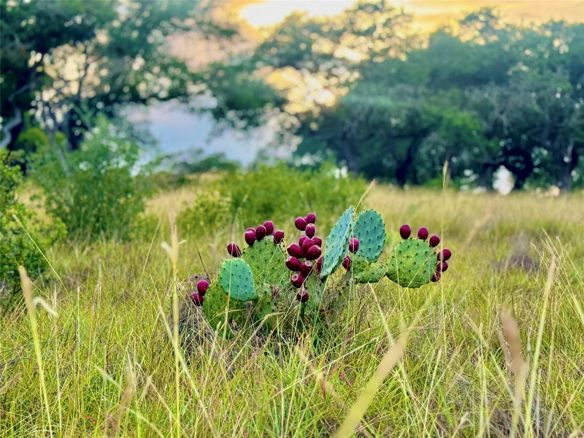 TBD Tract 11 Cattleman's CROSSING Dr, Kerrville, TX 78028