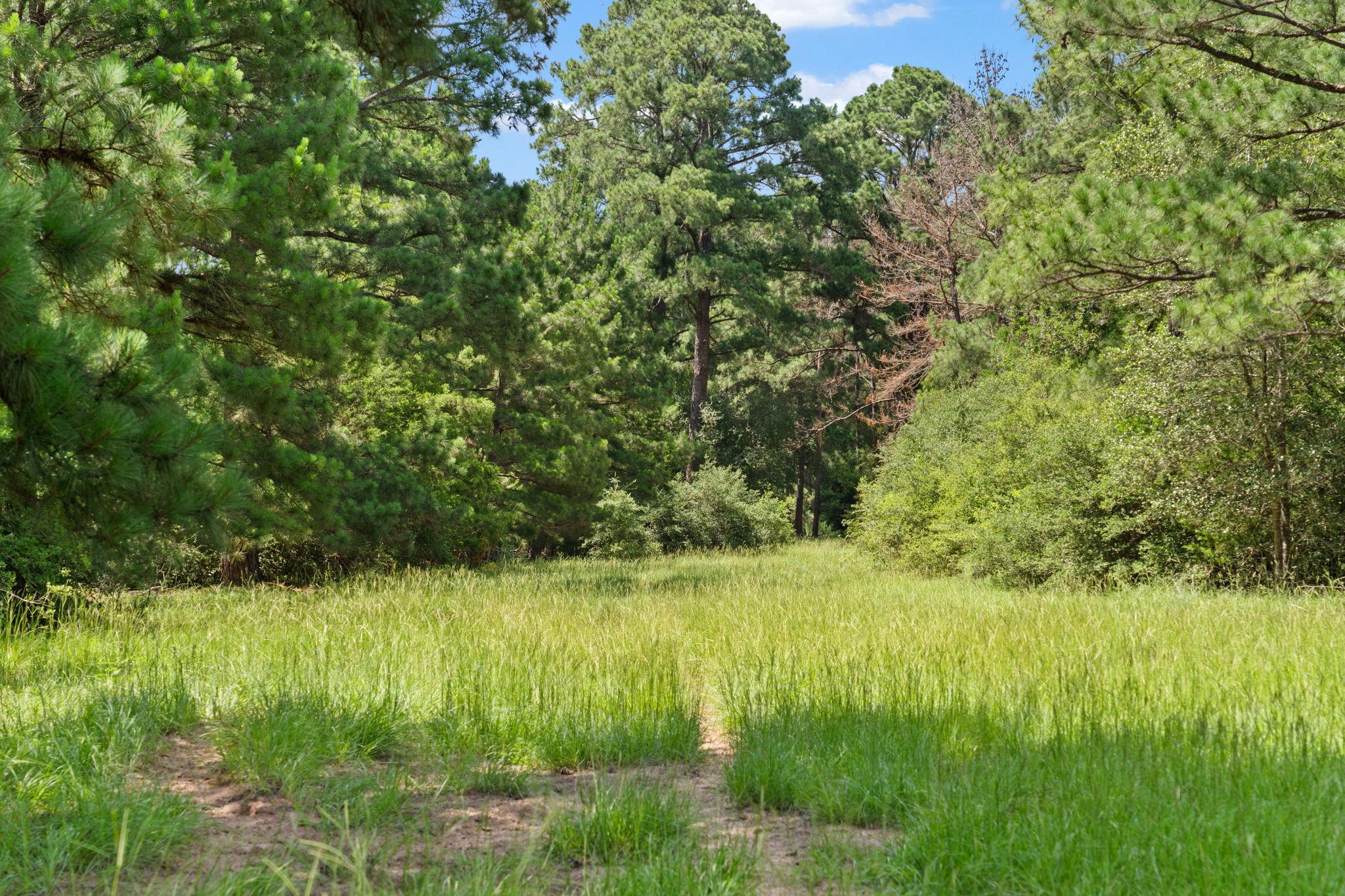 TBD Saint Delight (Tract 3) Rd, Paige, TX 78659