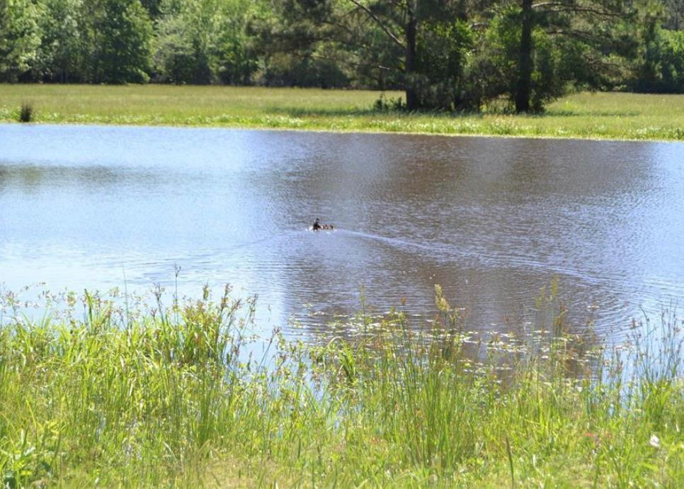 TBD County Road 4025, Lovelady, TX 75851