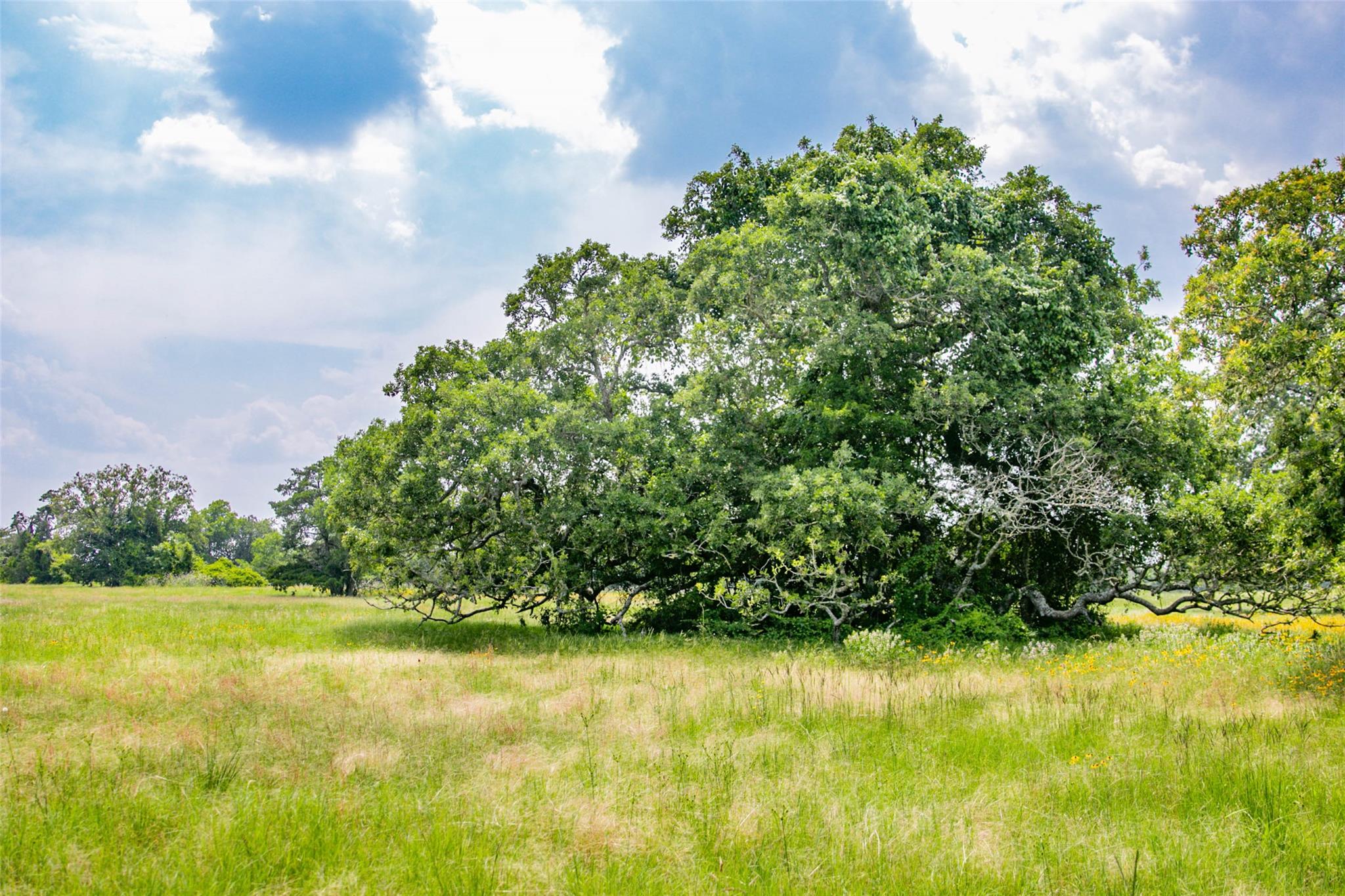 TBD (Lot 26) Legacy Rd, Somerville, TX 77879