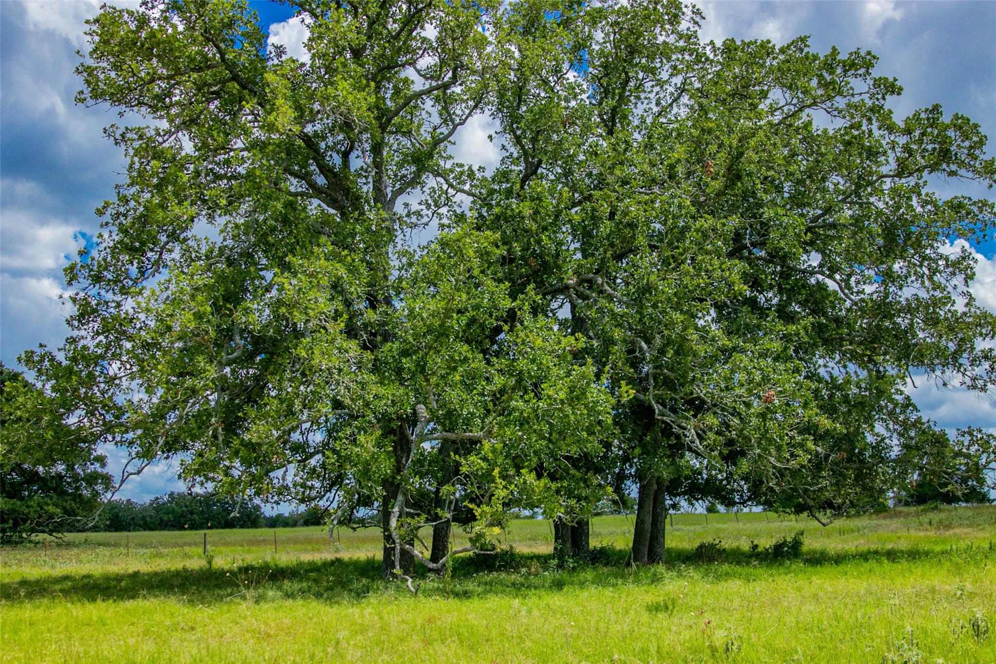 TBD (Lot 26) Legacy Rd, Somerville, TX 77879