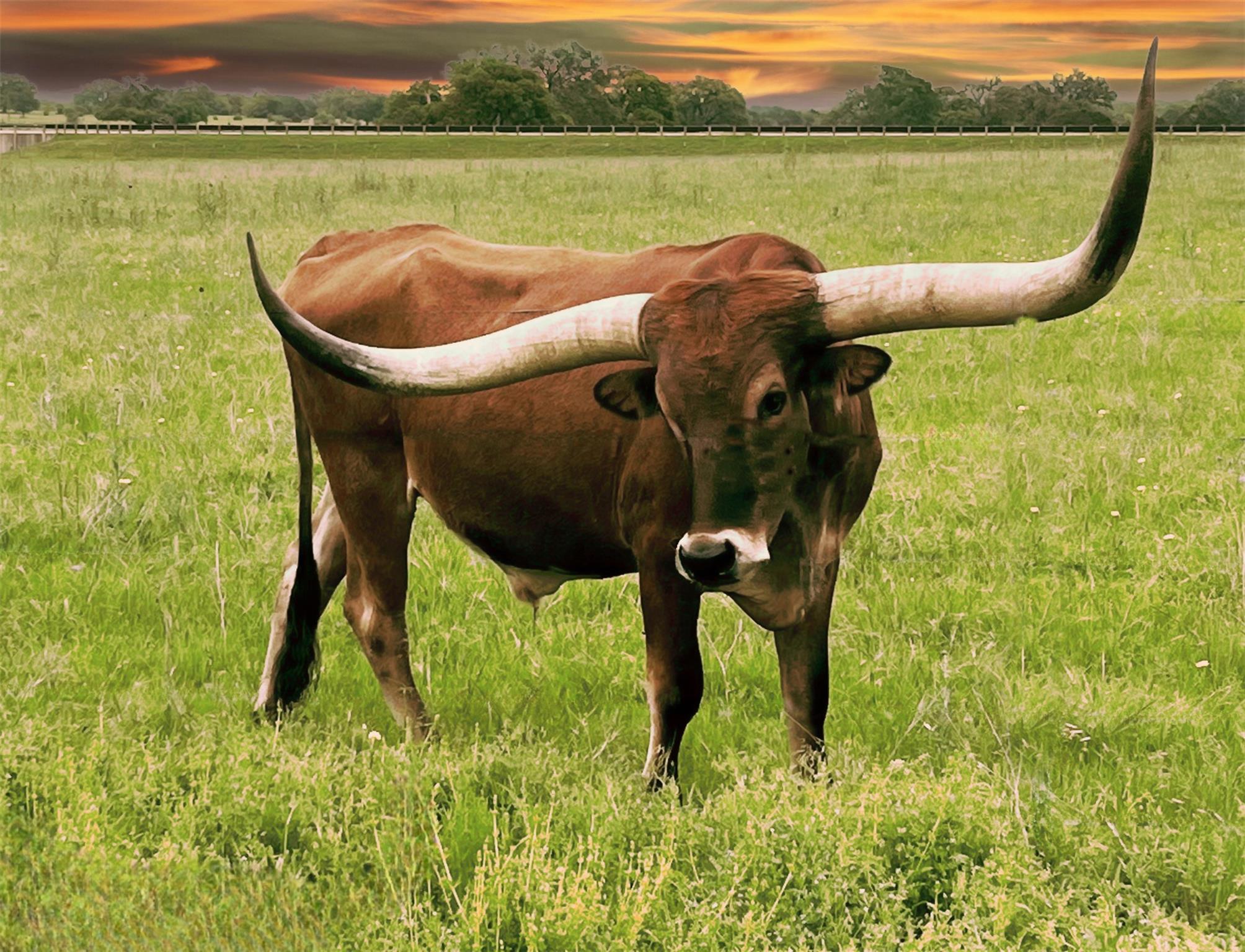 170 Night Wrangler Ln, Driftwood, TX 78619