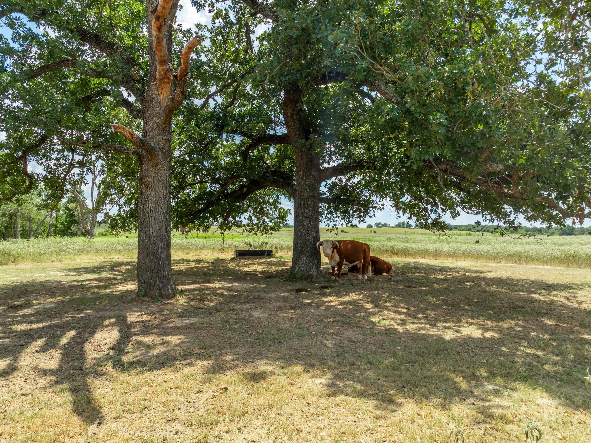 850 County Road 322, Rockdale, TX 76567