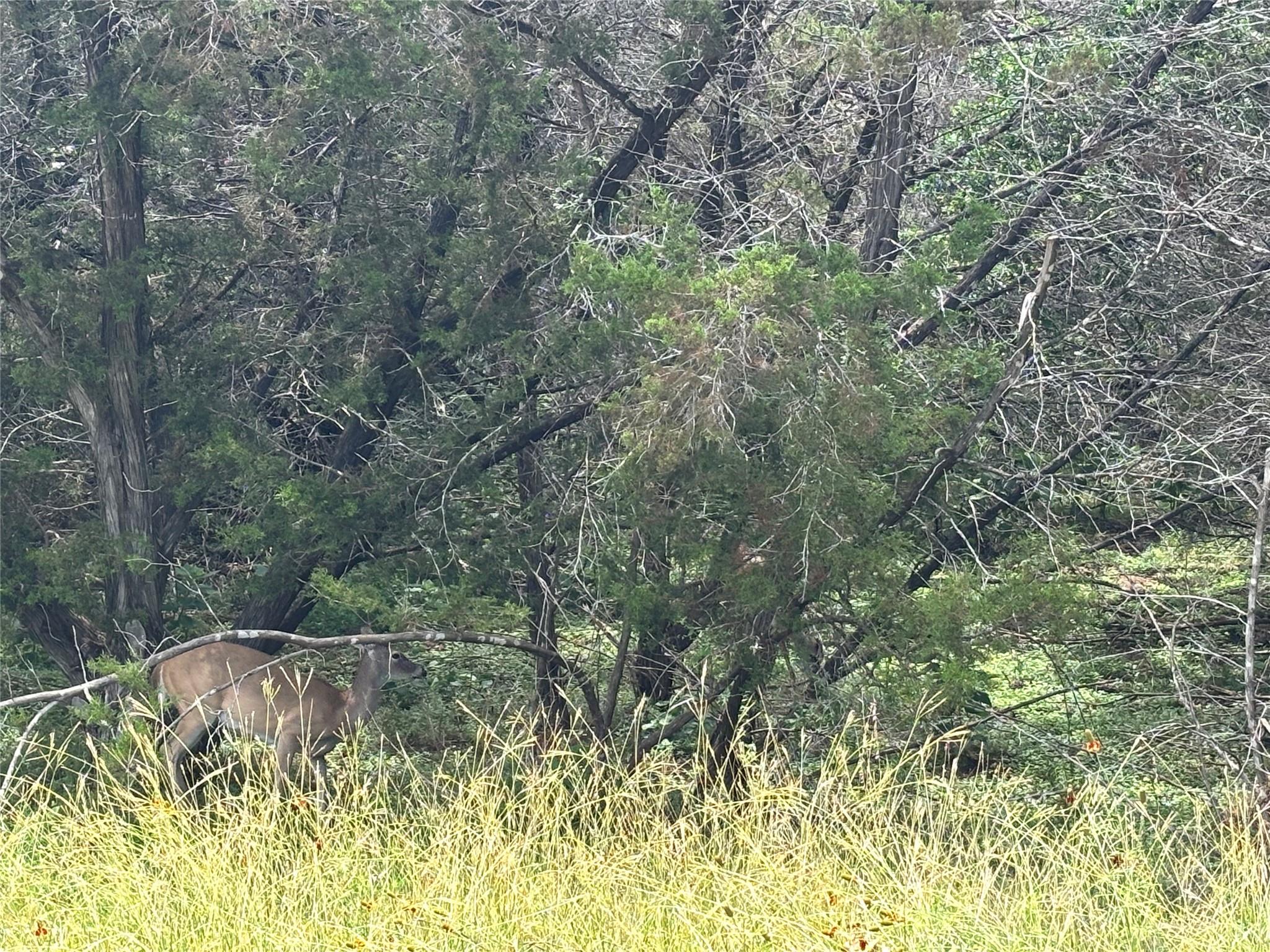 000 TBD Dr, Canyon Lake, TX 78133