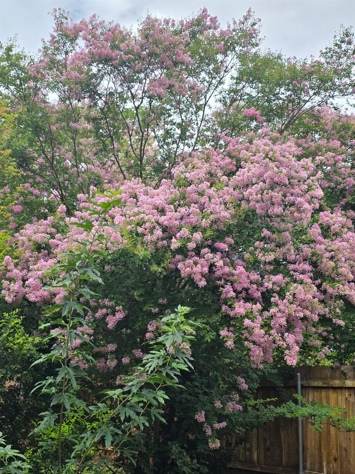 8227 Liberty Walk Dr, Round Rock, TX 78681