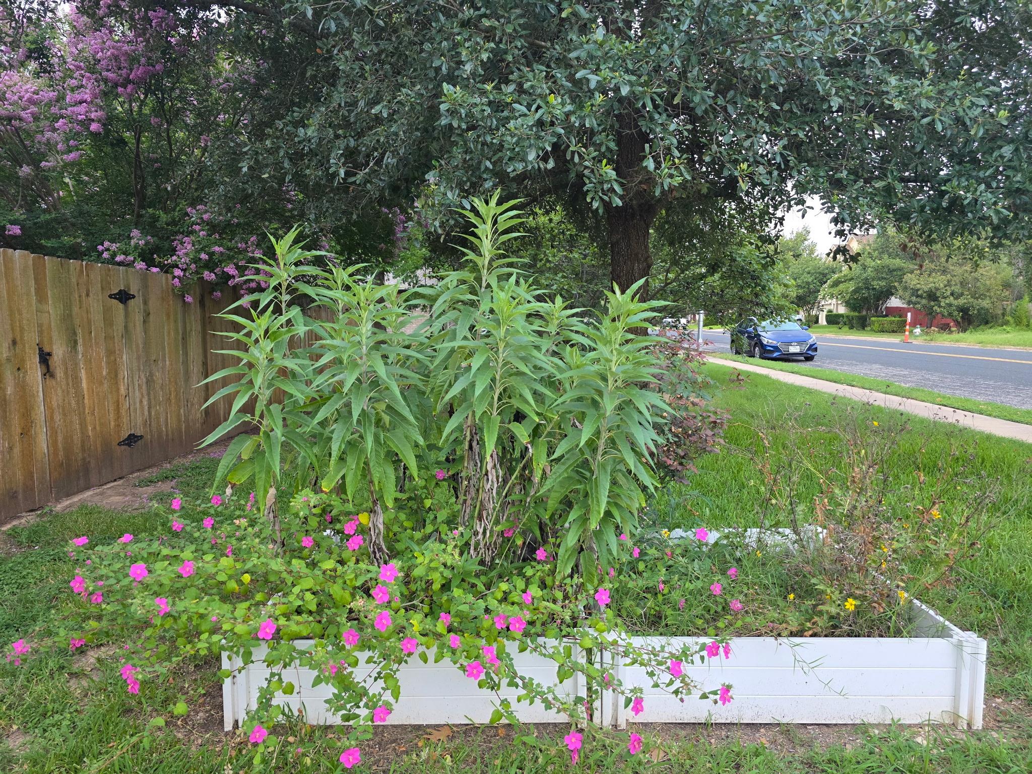 8227 Liberty Walk Dr, Round Rock, TX 78681