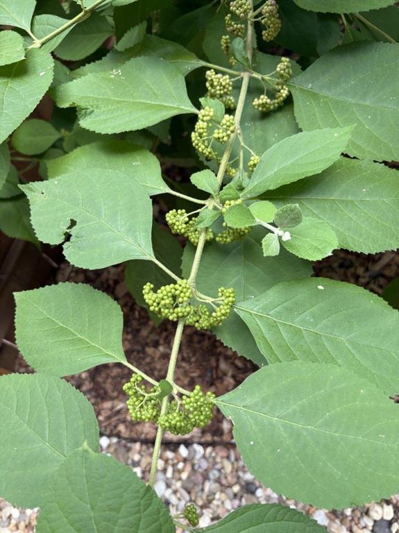 6805 Breezy Pass, Austin, TX 78749