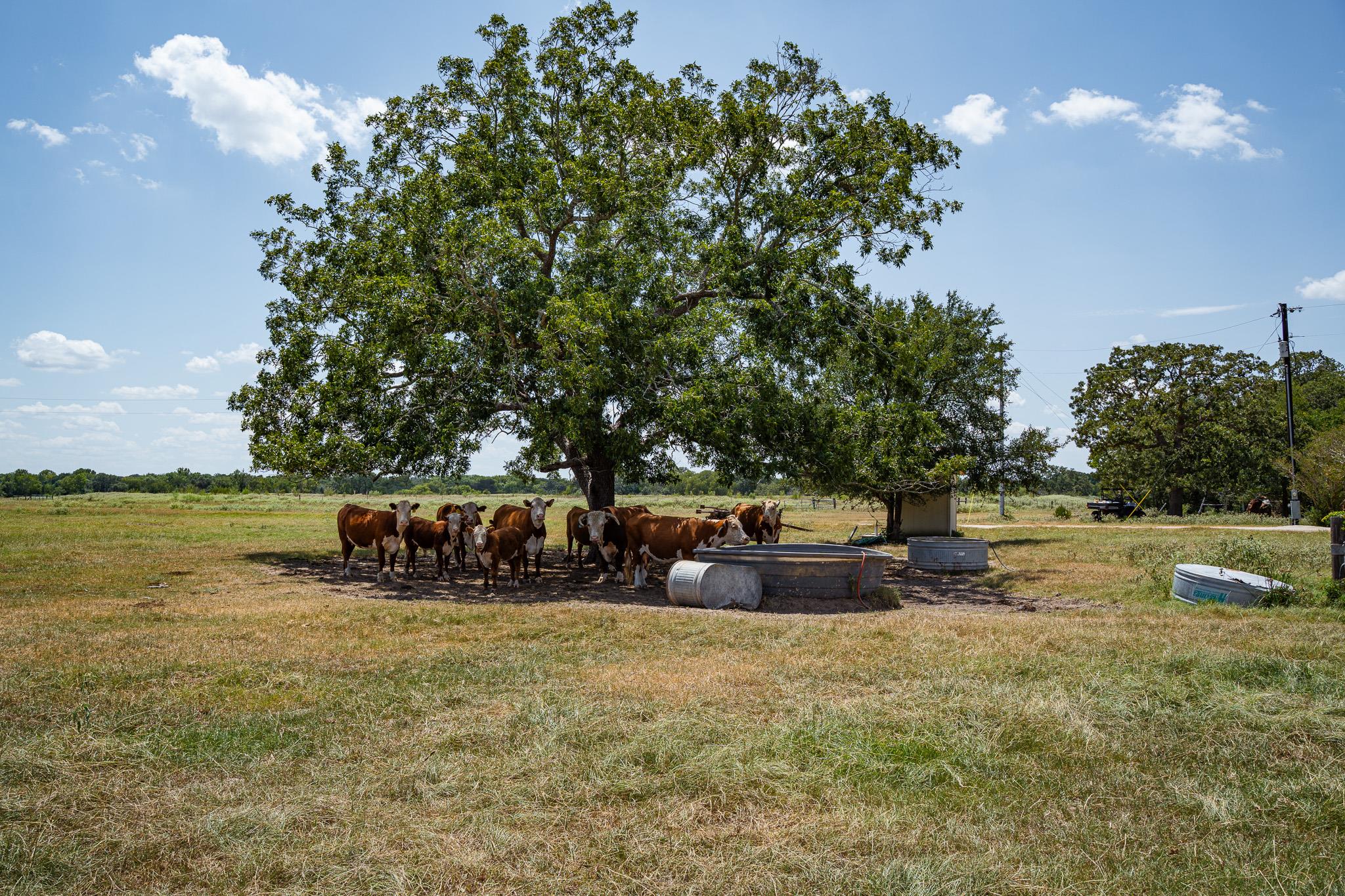 2210 Hermis Rd, Schulenburg, TX 78956