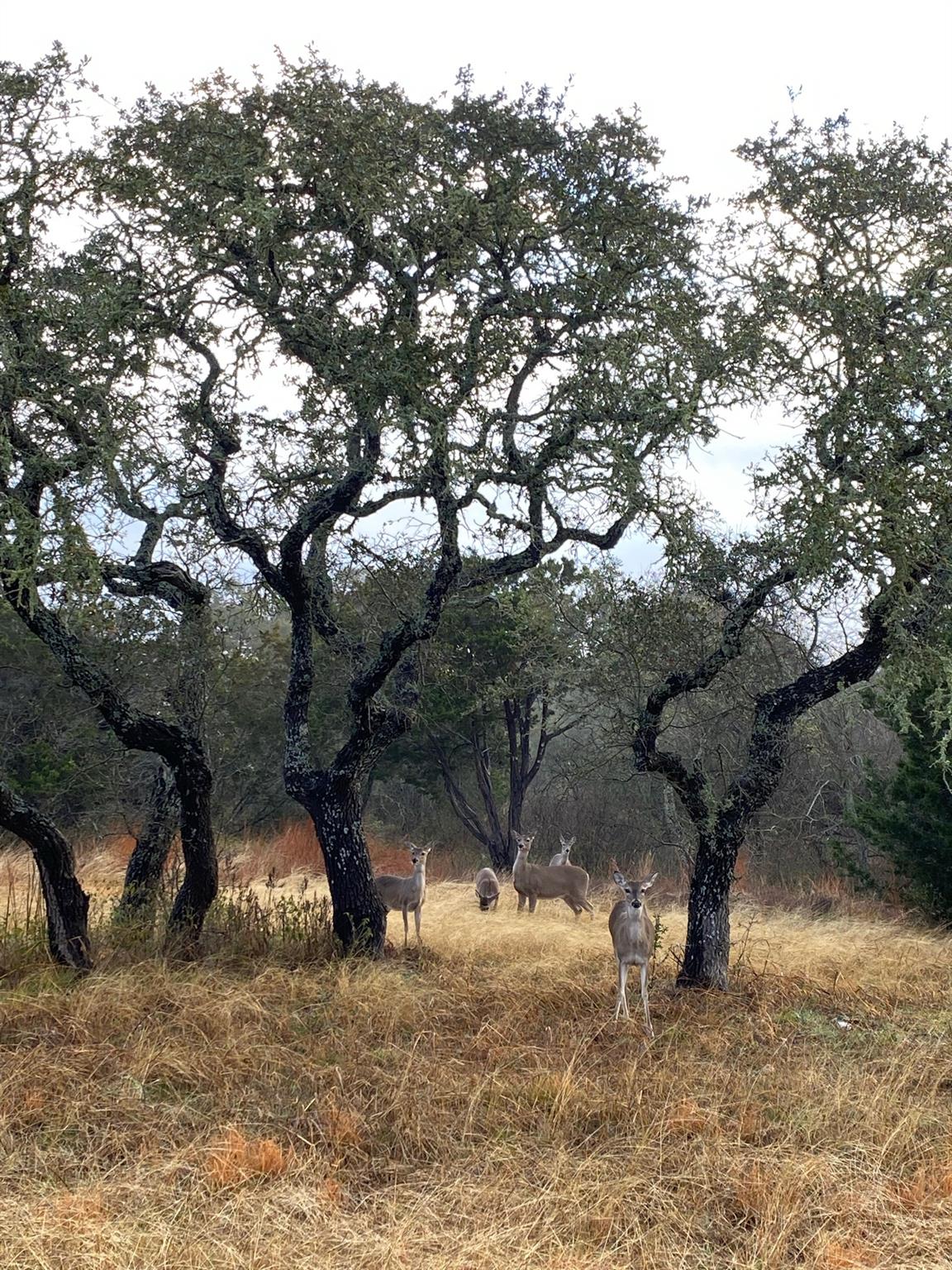 2425 Oak Valley Dr, New Braunfels, TX 78132