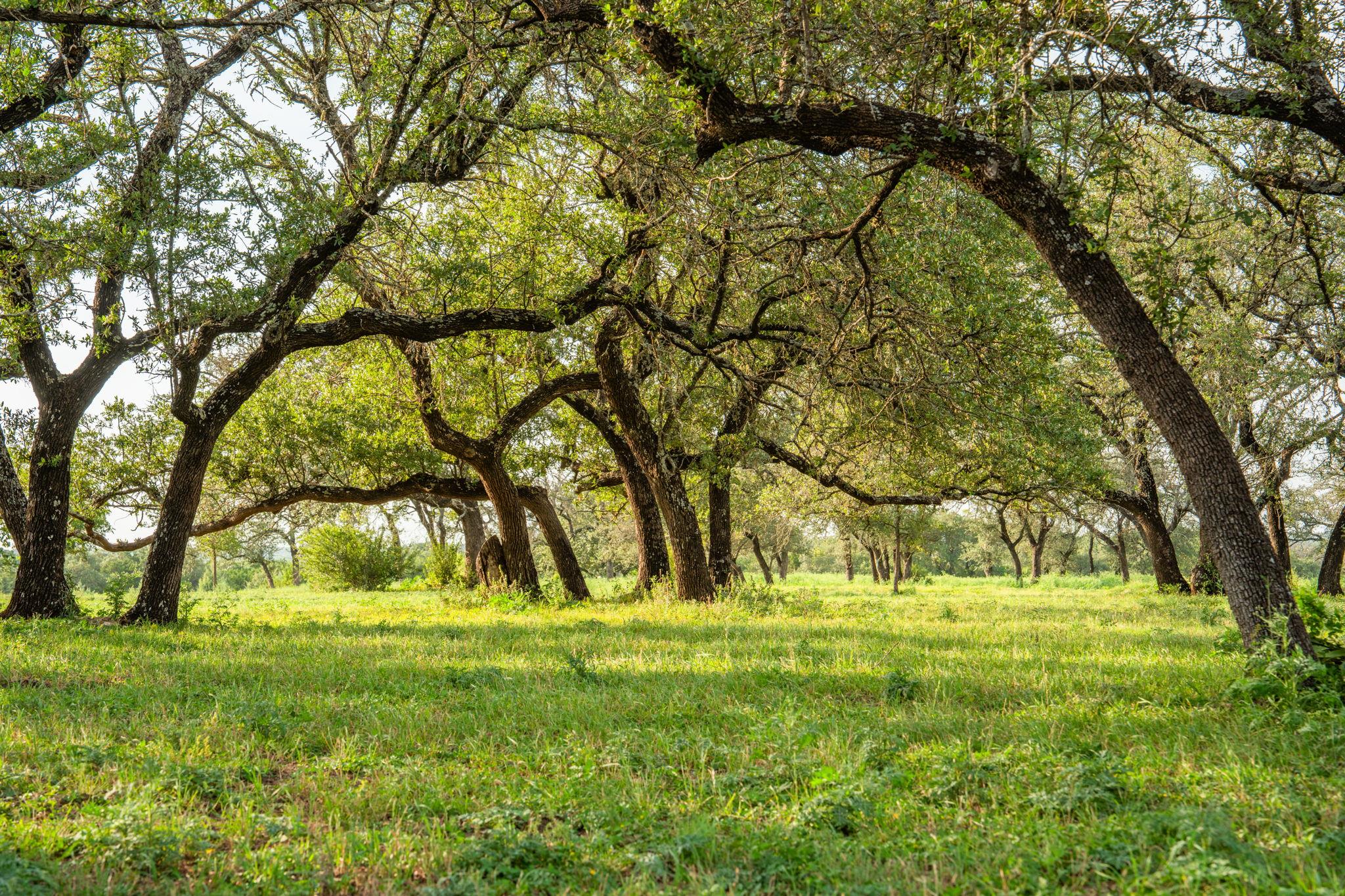 00 County Rd 284, Liberty Hill, TX 78642