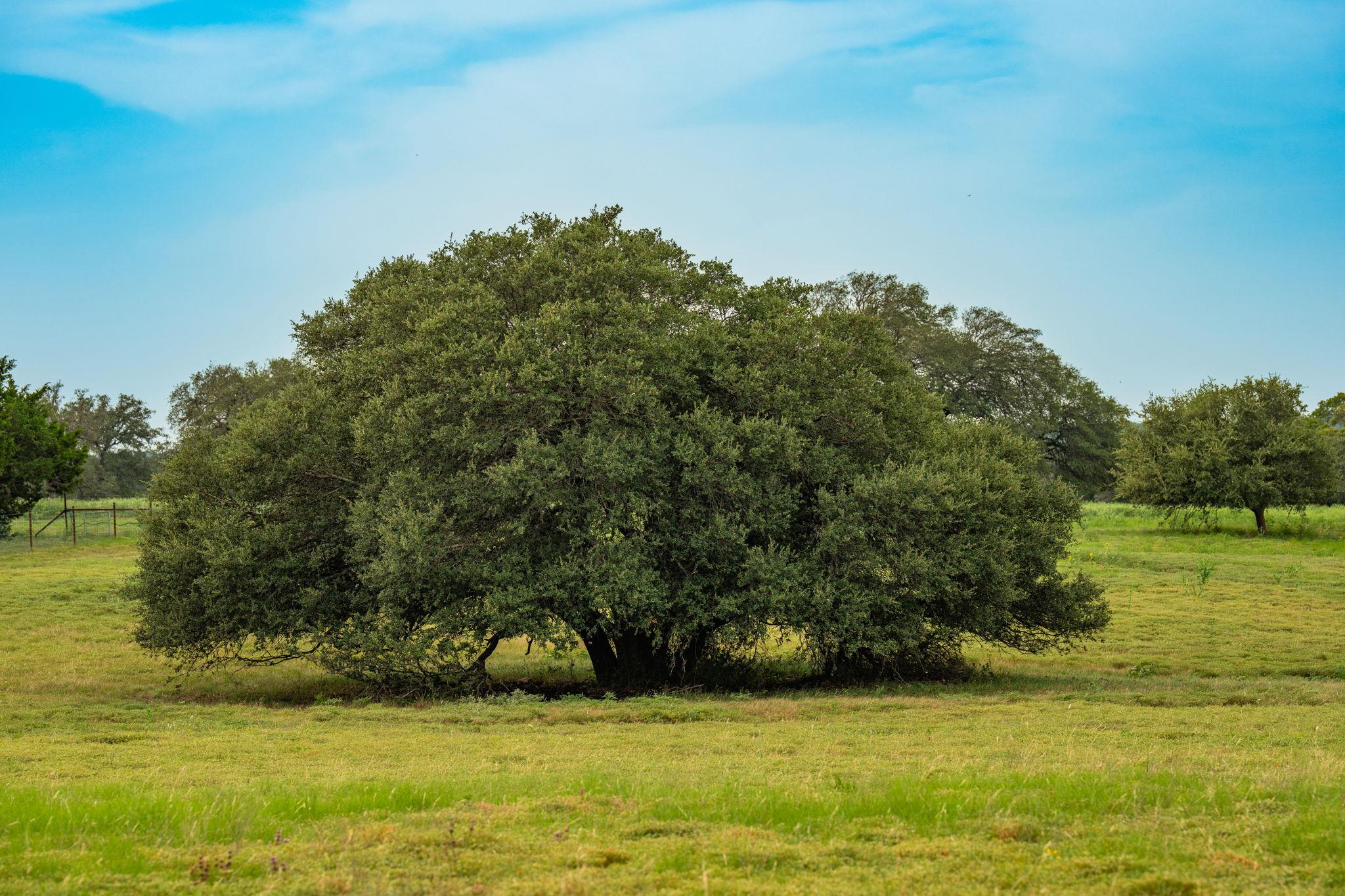 00 County Road 284, Liberty Hill, TX 78642