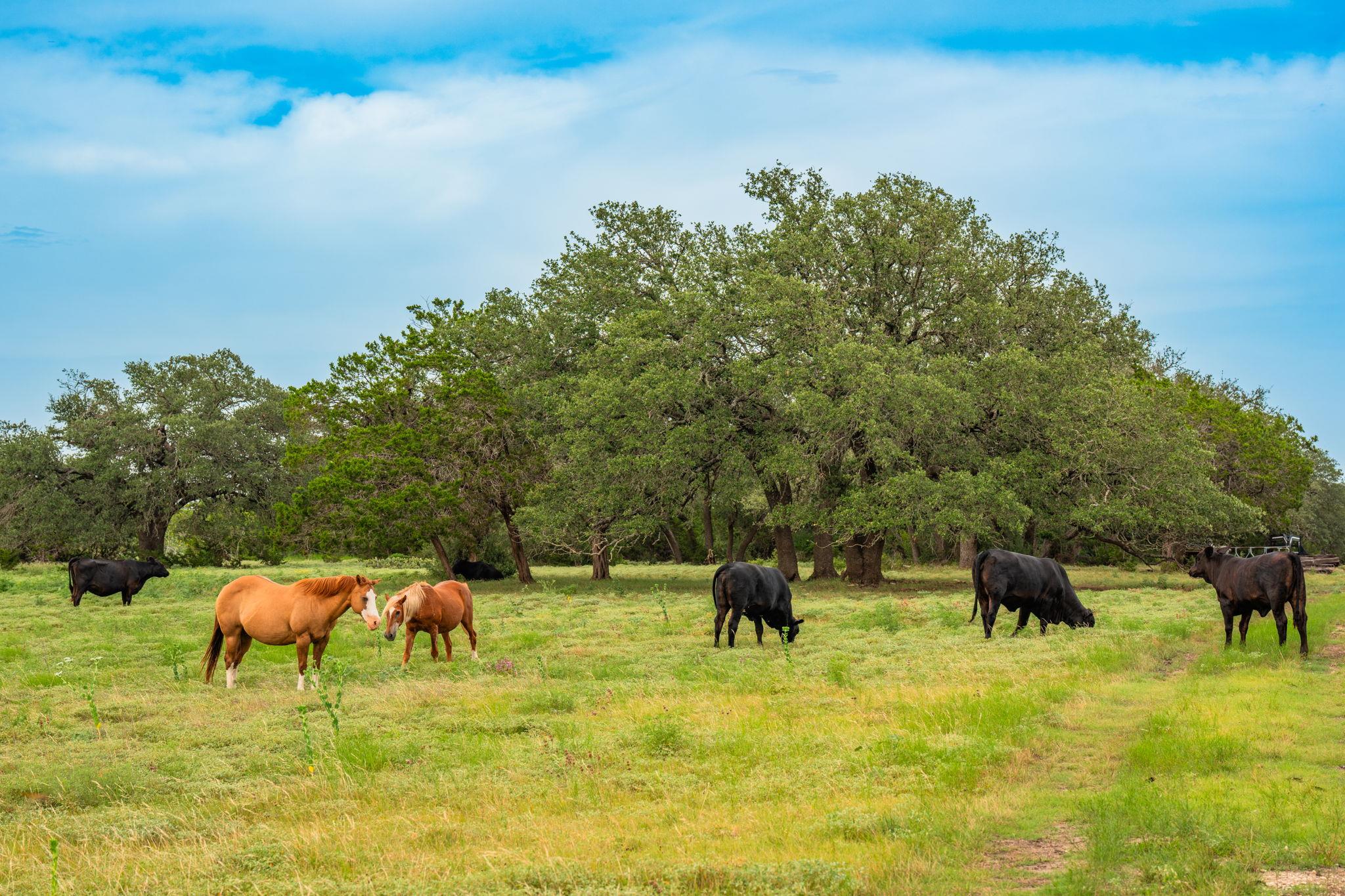 00 County Road 284, Liberty Hill, TX 78642