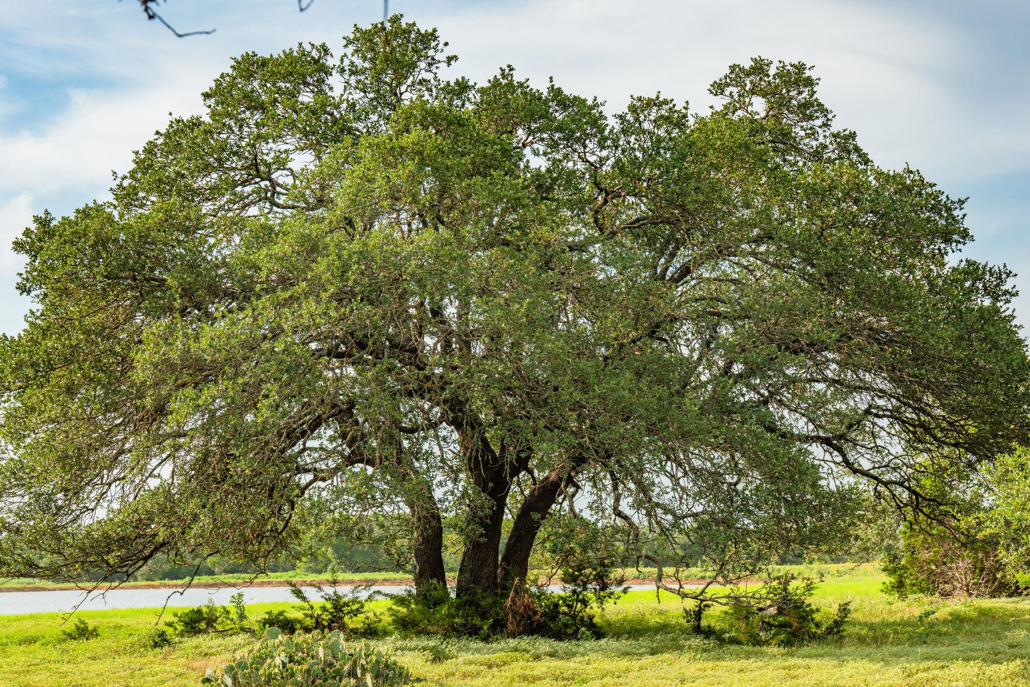 00 County Road 284, Liberty Hill, TX 78642