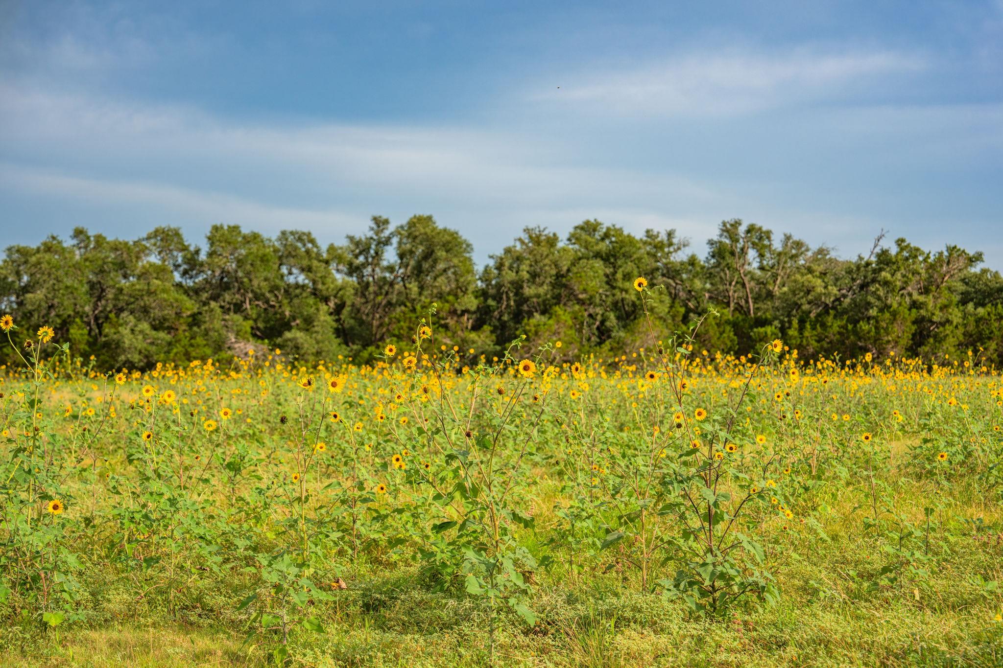 00 County Road 284, Liberty Hill, TX 78642