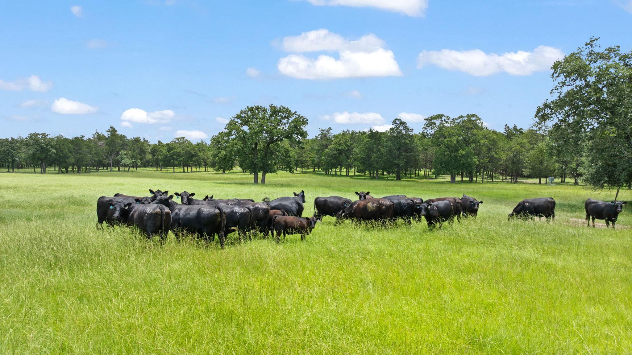 705 Antioch Rd, Paige, TX 78659