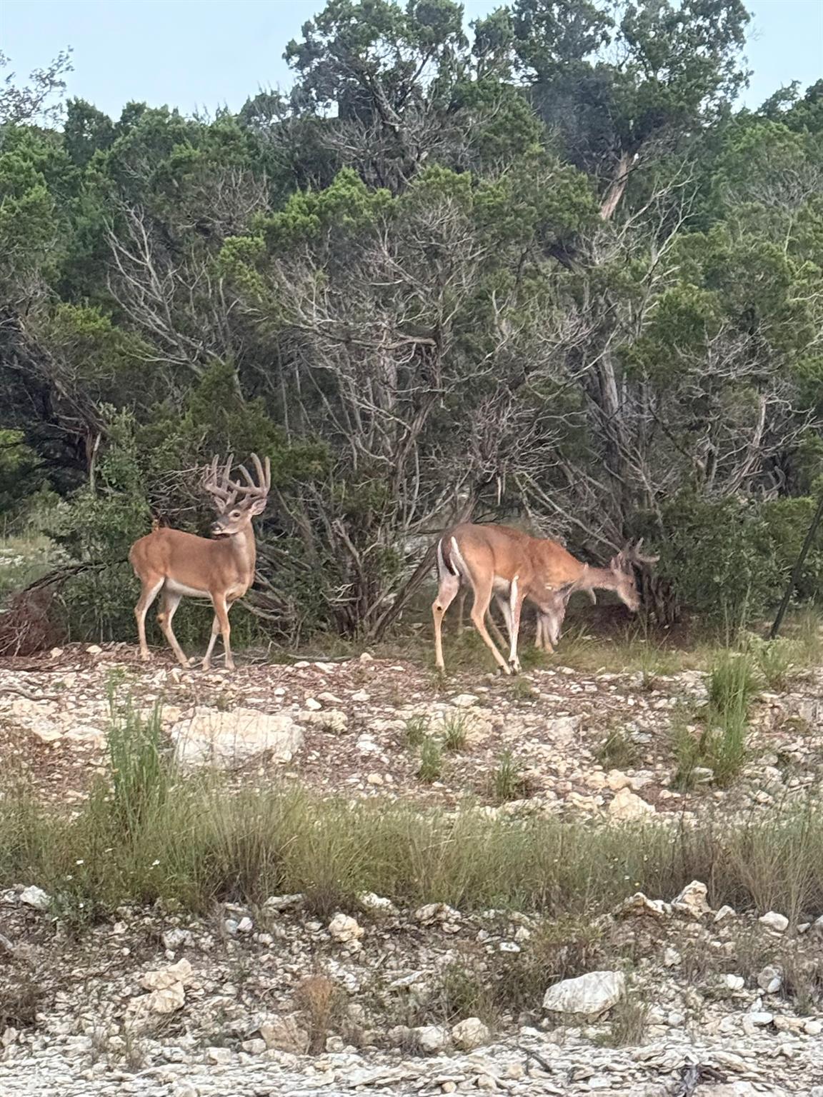 10710 Deer Canyon Rd, Jonestown, TX 78645