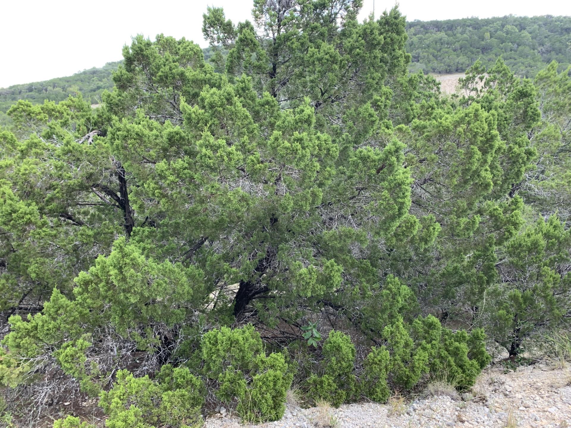 8607 Teton Pass, Lago Vista, TX 78645