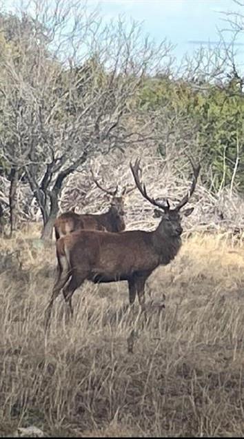 Lot 175 Heartleaf Drive, Lampasas, TX 76550
