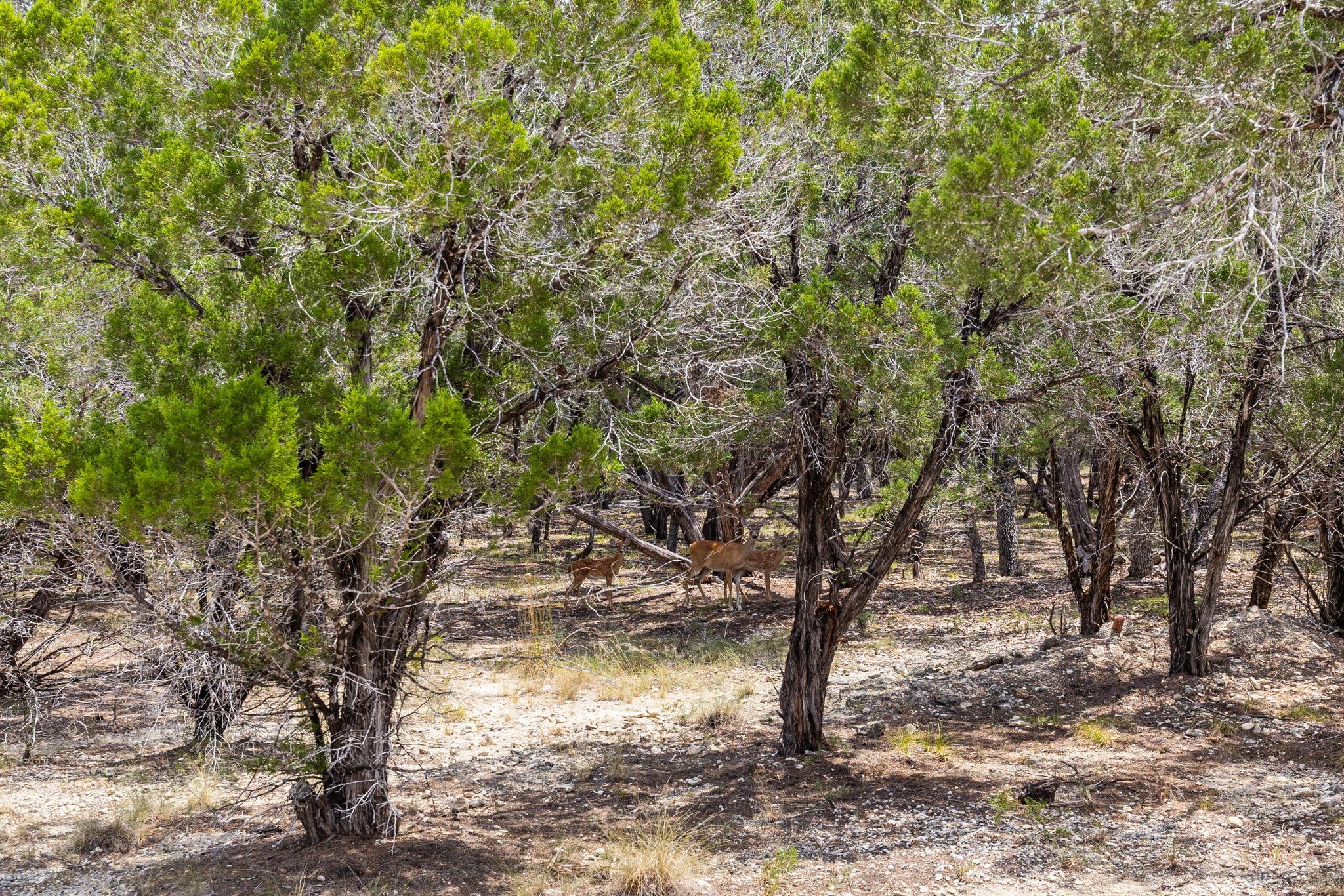 707 Moonlight Bay Dr, Spicewood, TX 78669