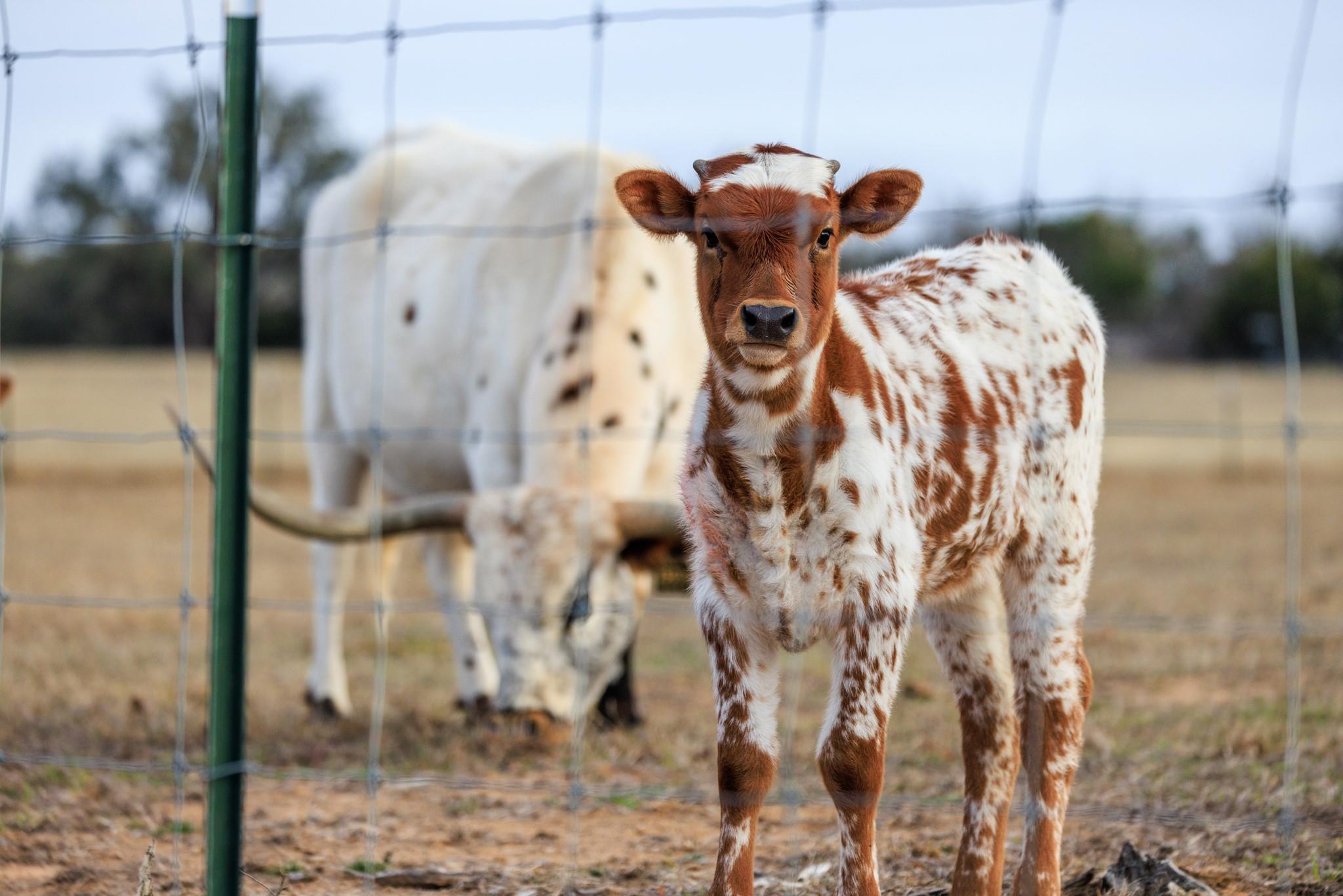 888 Dietrich Rd, Fredericksburg, TX 78624